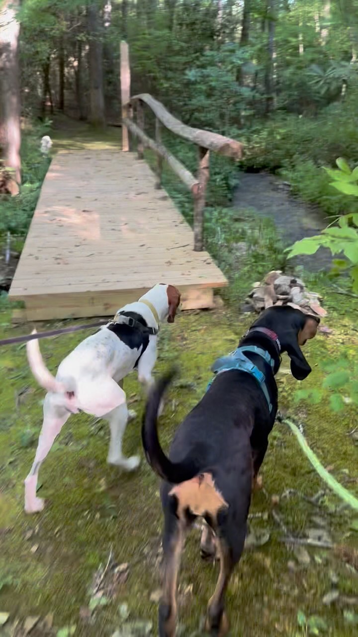 Trying to tell Bubbles she can’t keep her new boy toy. Anyone looking to adopt an adorable, smart, sweet, total goober hound? Everett is available through @sargesanimalrescue