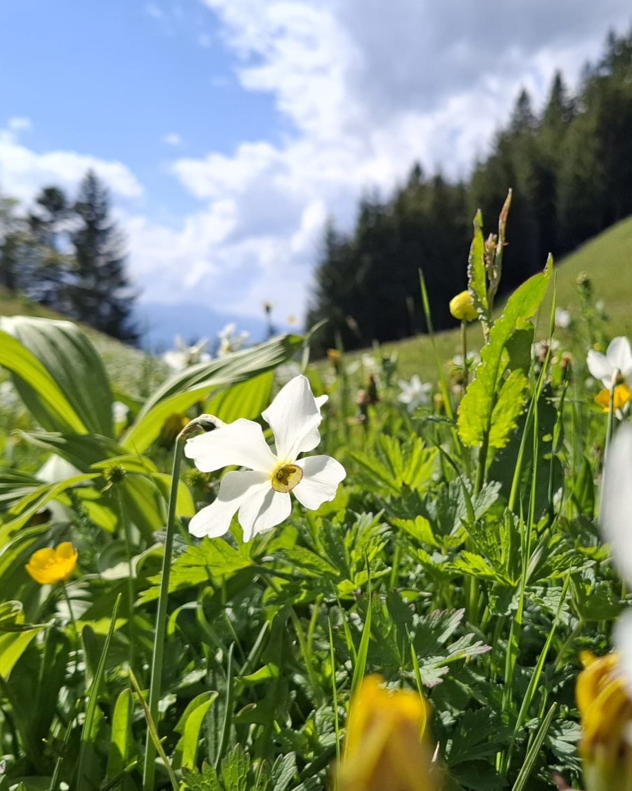 🌼 Schön. Vergänglich. Giftig.
Die Narzisse – Symbol ewiger Schönheit und tragischer Liebe.
In der griechischen Mythologie erblühte sie auf dem Grab von Narziss, der sich in sein eigenes Spiegelbild verliebte – betörend schön, doch unerreichbar. 🪞✨
Heute wächst sie hoch oben über Seewis – wild, weiss und unter Schutz.
Und wir feiern sie! 🎶🌸
🗓️ Narzissensonntag – 25. Mai ab 10 Uhr auf Pligugg
🧺 Mit Festwirtschaft, Musik und unserem kleinen Bazar-Stand (nichts grosses, wir freuen uns aber trotzdem riesig😁)
📍 Seewis im Prättigau – wo Sagen, Natur und Gemeinschaft zusammenkommen.
@seewistourismus
#narzissensonntag #narzissenblüte #narzissen #seewis #mythen
#dichternarzisse #prättigau #graubündenerleben #frühlinginderschweiz #narziss #alpensagen #naturundkultur #bazar_seewis #seewistourismus #seewisimprättigau #prettygau