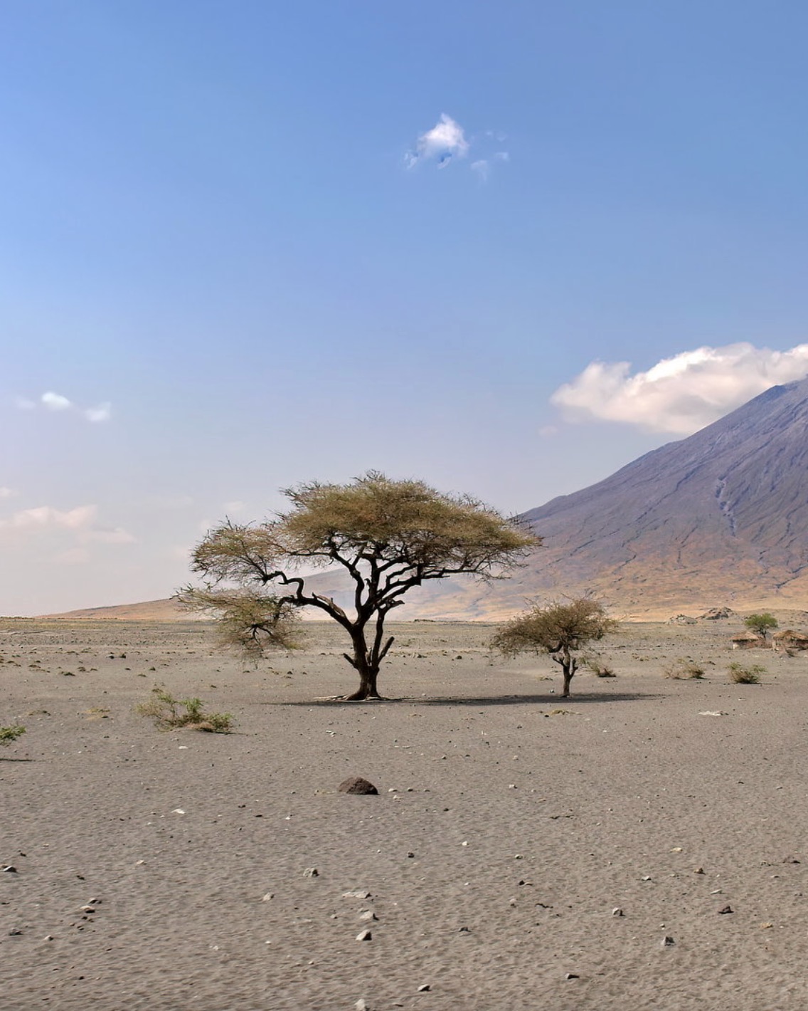 They are one of the very few tribes who have retained most of their traditions, lifestyle and lore. In common with the wildlife with which they co-exist, the Maasai need a lot of land. Unlike many other tribes in Tanzania, the Maasai are semi-nomadic and pastoral: they live by herding cattle and goats. @dimbwiiiculture