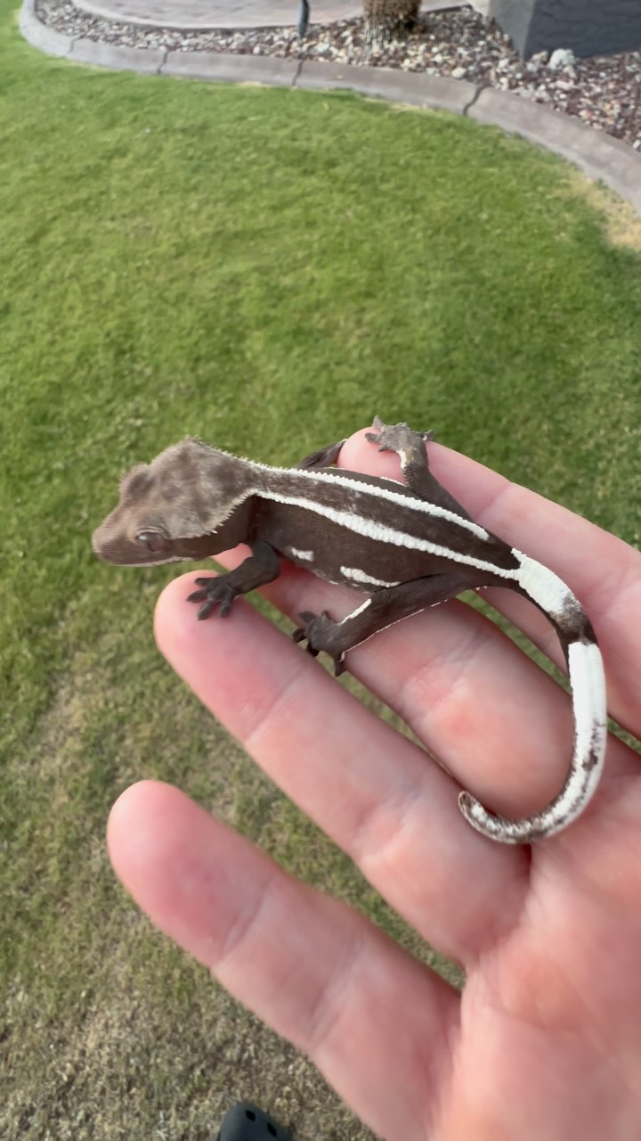 Insane EB Axanthic we have growing out over here. Excited to incorporate this boy into our projects and kick things up a notch. #axanthic #crestedgecko #axanthiccrestedgecko #pinstripeaxanthic #emptyback #rubyreptiles