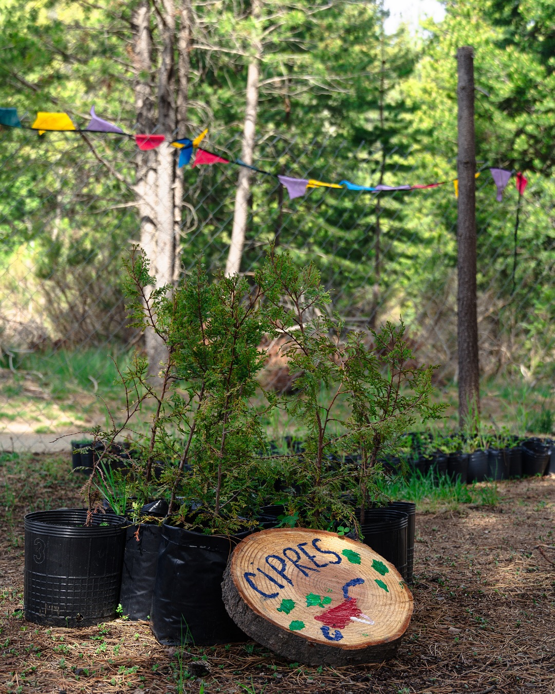 Volvemos a las tardes restaurativas en @la_usina_de_nativas, el vivero del @parquenacionalnahuelhuapi 🌿🥳
Este sábado 31/05 de 14 a 17hs los esperamos en una nueva jornada de voluntariado abiertas a la comunidad y sin inscripción previa 💚 (el horario es flexible así que podés venir el tiempo que quieras)
🌱 Hay invitación especial para las infancias con actividades pensadas para ellas. Es necesario que estén acompañadas por un adulto responsable.
Los invitamos a compartir y aprender sobre la producción de plantas nativas, hacer tareas del vivero y seguir construyendo la restauración ecológica en comunidad.
En esta oportunidad vamos a realizar siembra en los bancales, preparación de sustrato, control de exóticas, limpieza y armado de un espacio óptimo para el estanque, y otras actividades entre juegos y disfrute en el bosque.
Trae algo para compartir y tu vasito, nosotros preparamos el chocolate caliente ☕🍫🌱✨
Por consultas le pueden escribir a Nati: +54 9 223 635-7526
Los esperamos 💚
📸 @natmi.ph