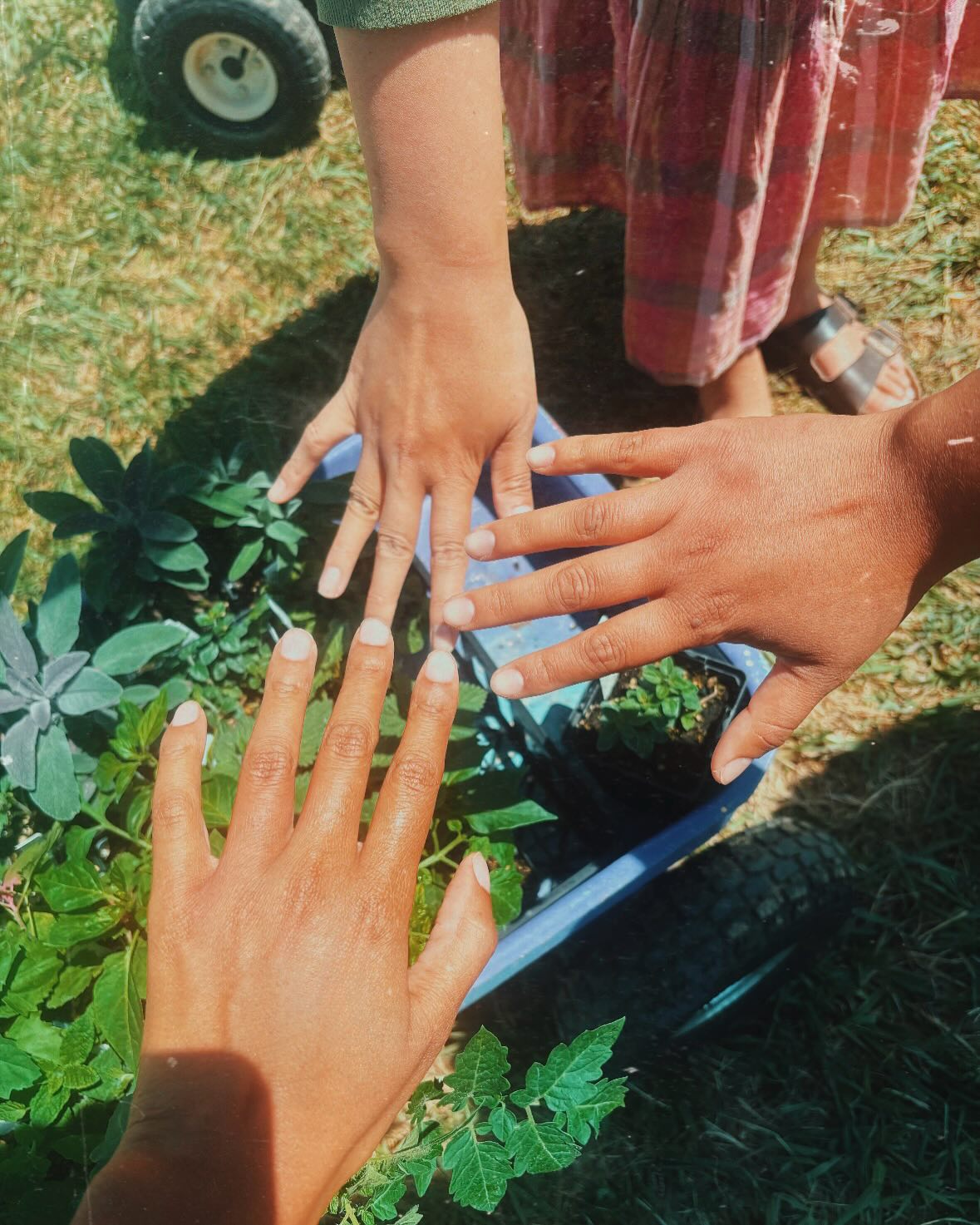 Little moments of joy at the *rocky* start of this farm season ♥️⬇️
-Putting our hands together after stinging ourselves with nettle
-Our first poppy blooms of the season
-Running after the paletero when we hear the bells from the garden
-Visiting our friends in the greenhouse
-Sowing flowers with a hammer 🔨
-Planting ancient potatoes with farmer friends
Thanks to everyone who makes this work feel sweet! We’re excited to welcome you in for more joyful moments 🌱🧡
Image Descriptions:
Image 1: Three outstretched hands together hovering over a wheelbarrow filled with green plants
Image 2: A bright yellow poppy blooming over curly sage colored leaves, in front of a fence
Image 3: Two hands holding red and orange popsicles still in the wrappers
Image 4: Two people standing together smiling in a greenhouse with small plant starts all around them
Image 5: A group of students in the same glass greenhouse, working with soil and seeds
Image 6: Helen wearing a green shirt and lavender hat, smiling while pouring zinnia seeds into her hand
Image 7: An outstretched hand holding a hammer while creating planting rows for seeds with the back of the hammer
Image 8: A brown hand holding tiny potatoes. Around the hand lies a shell with piñon, a sweetgrass braid, and a small blue candle