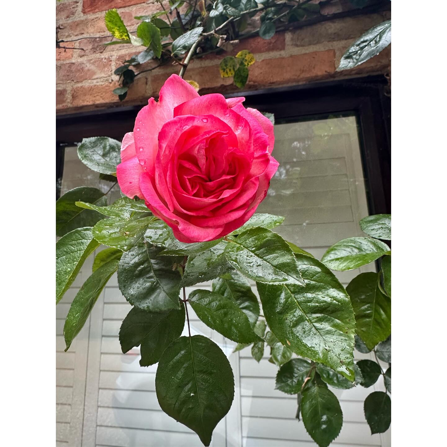 💐It’s the little things that often bring the most joy. 💐
Every year, when our roses bloom, I fall in love with them all over again.
They look stunning, smell incredible—and always take me back to childhood days, making “perfume” in the garden with my sister @sarah.noble.35380, which we would then give to mum @kathyknott50
These small, sensory moments can ground us, bring back beautiful memories, and help us reconnect with what really matters.
Top Tips to Appreciate the Little Things:
🌸 Pause & notice – take 30 seconds to fully experience something around you
👃 Engage your senses – smell, sight, sound, touch… what stands out?
✍️ Jot it down – a quick note or photo can anchor the memory
💭 Reflect on the feeling – what does it remind you of? What do you feel?
❤️ Share it – talk about it with someone or post it to spread a little joy
Little things = big impact.
Start noticing them, and life begins to feel a little richer.
#LittleThingsMatter #JoyInTheEveryday #MindfulMoments #PositivePsychology #RosesInBloom #SimpleJoys #CoachingForLife #EverydayMagic #WellbeingCoach #AppreciationPost #StopAndSmellTheRoses #MindfulLiving