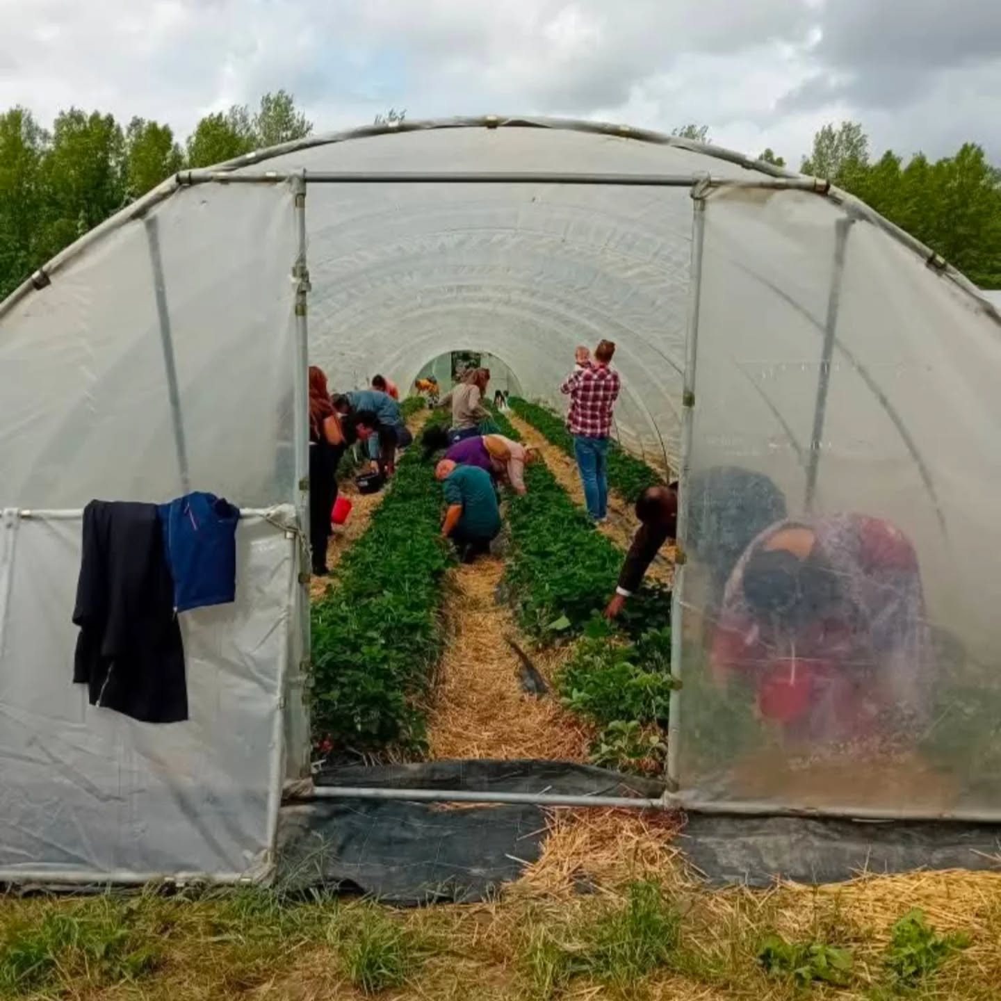 WAT
EEN
FEEST
🍓🍓🍓
kiloooooos aardbeien, zoveeeel ijsjes vreugde,, onnozel veel daiquiris gedraaid, blije kinder schmink gezichtjes, gezellige vertellerijtjes, veeeel enthousiaste bezoekers, lokaal en van ver en ondanks de terloopse regen en wind storingen toch massa's verbinding op de kouter. 😍
dank dank dank!
De daalkouter leeft! 🤸🏻
👍🏻 voor alle. helpers 🙏🏻
Yves, Popo, Nathalie, Alice, Don, Leen, Betse, Helmi 👨🏻🌾
