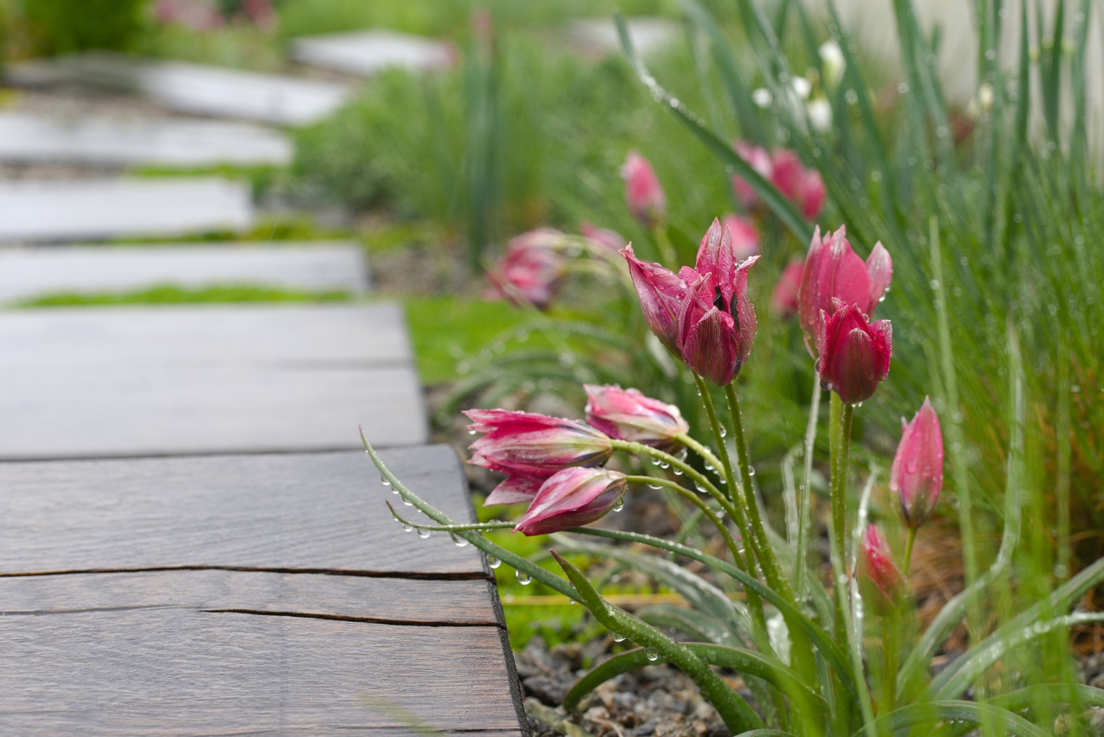 Ohlédnutí za dubnem.
Před měsícem ještě záhonům vládly botanické tulipány, bergénie a narcisy.
