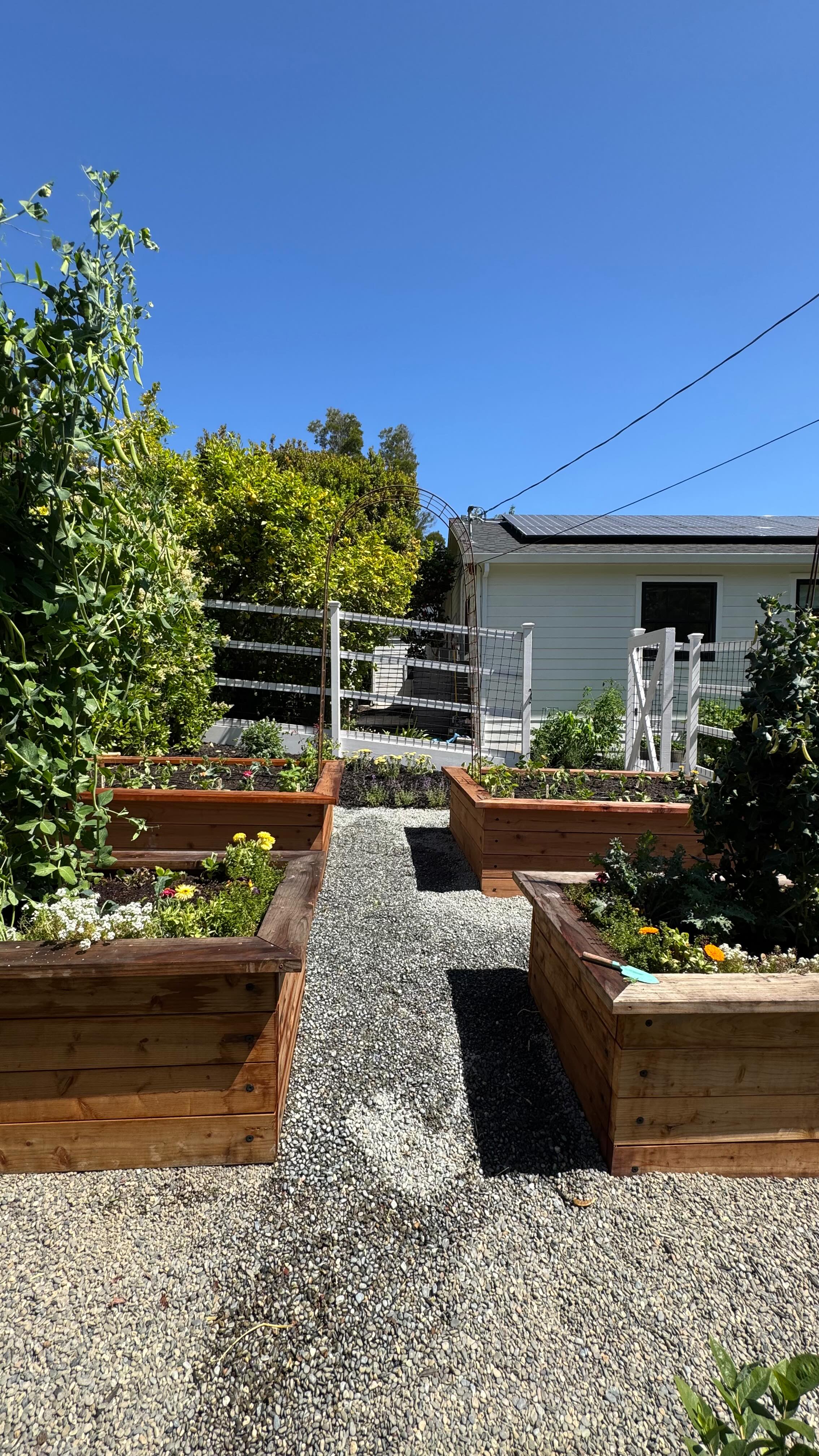 This front-yard modern homestead in Mill Valley is a true gem.
We created a small kitchen garden for this wonderful family last fall, and they fell in love with it! When they asked us to expand the garden, we were ecstatic.
To protect the garden from critters and keep the family's new chickens safe, we installed a full-height fence around the yard & garden. We also added redwood raised beds, gravel paths, fencing, lots of summer veggies & herbs, flowers for cutting, pollinator plants, blueberries, and raspberries to increase food production.
Before long, this cozy space will be buzzing with children, chickens, veggies, flowers, and fruit - the perfect blend!
Thank you for the fence inspi @reshgala !
#yardtotablemarin #marincounty #organicgardening #kitchengardens #organicfood #ediblegardens #yardtotable #millvalleylife #frontyardgarden #modernhomesteading