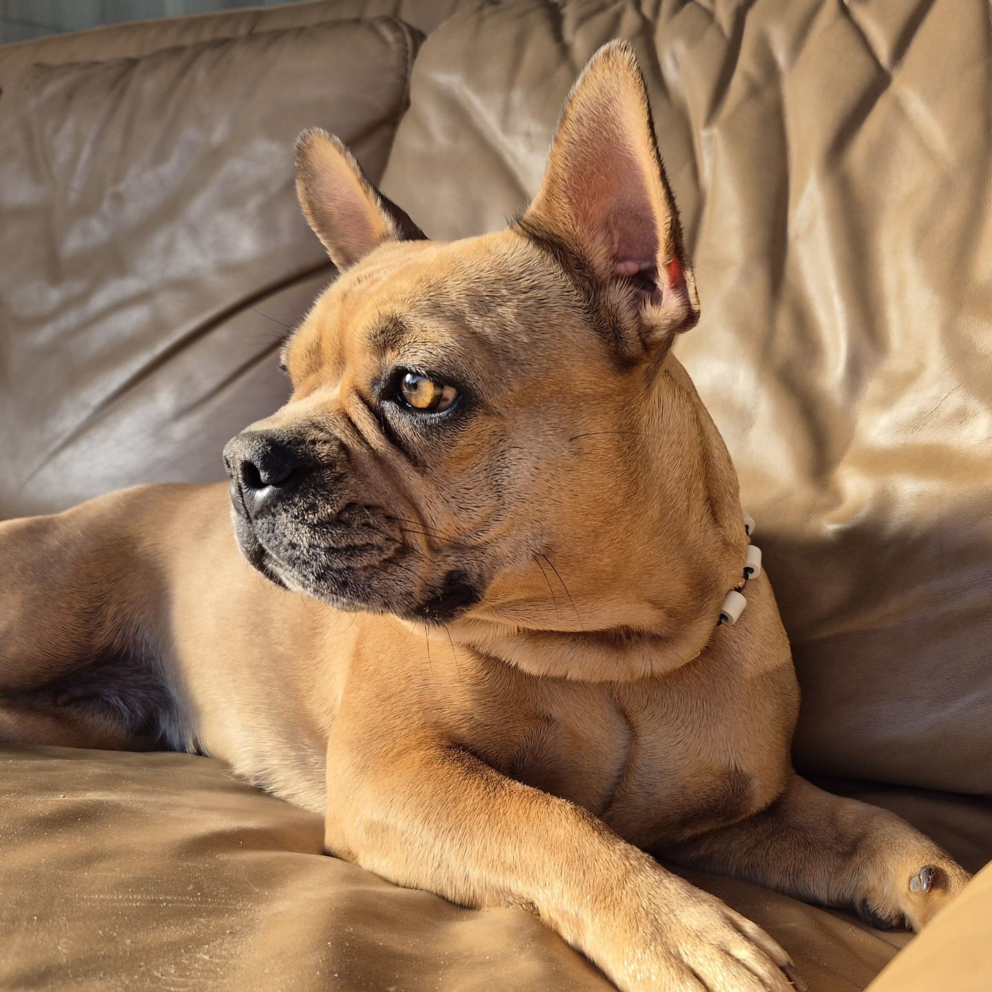 Wunderschöne Utopia
Bezaubernde und sportliche #Nachzucht – einfach immer ein Hingucker! 😍
Sie sieht übrigens ihrer Halbschwester Ivy (aka Fanta) zum Verwechseln ähnlich.
Von ihren Menschen heiss geliebt – und mit anderen Hunden immer für ein Spielchen zu haben. 🐶❤️
#AlphaBully #sportlichebulldogge #französischebulldoggen #bulldoggswithnoses #bullymitnase #healthyfrenchie #frenchiesofinstagram #sportlichefrenchies #nasenbär #retrofrenchie #französischebulldogge #französischebulldoggedeutschland #französischebulldoggeschweiz #bullysmitnase #frenchiebreeder #bulldoggezüchter