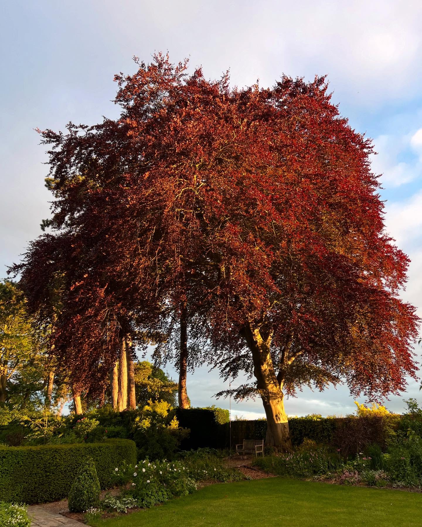 Wonderful morning and evening light on the majestic copper beech and wisteria. A day of planting and seedling work today in the rain showers. Not a problem with the right clothes, strangely relaxing, in fact, and certainly needed in the borders. #gardenersofinstagram🌱 #copperbeechtree #copperbeech #wisteria