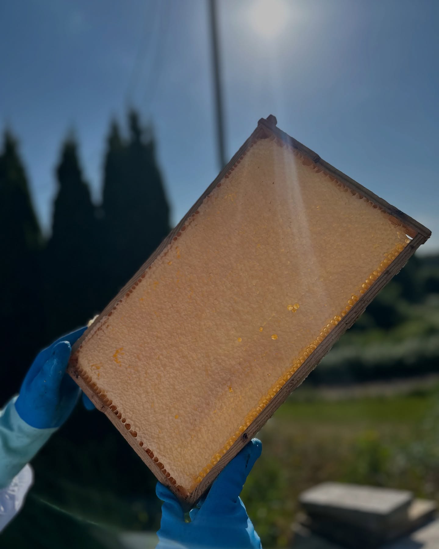 Its time for Honey…
@matthias81krause
#honig #bienen #honey #golden #sweet