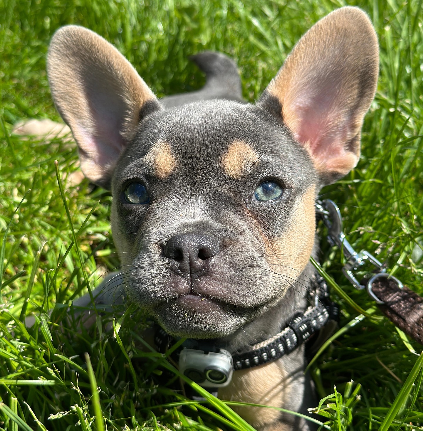 MEDEA 😍🥰
Wie schön sie ist 🥹🥹
#Nachzucht im Fellkleid blue tan. 🥰
#AlphaBully #sportlichebulldogge #französischebulldoggen #bulldoggswithnoses #bullymitnase #healthyfrenchie #frenchiesofinstagram #sportlichefrenchies #nasenbär #retrofrenchie #französischebulldogge #französischebulldoggedeutschland #französischebulldoggeschweiz #bullysmitnase #frenchiebreeder #bulldoggezüchter