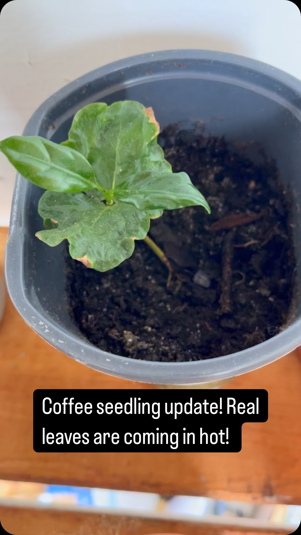 #coffee #experiments #gardening #diy #seedlings #gardeners #vlogging #plants #planting