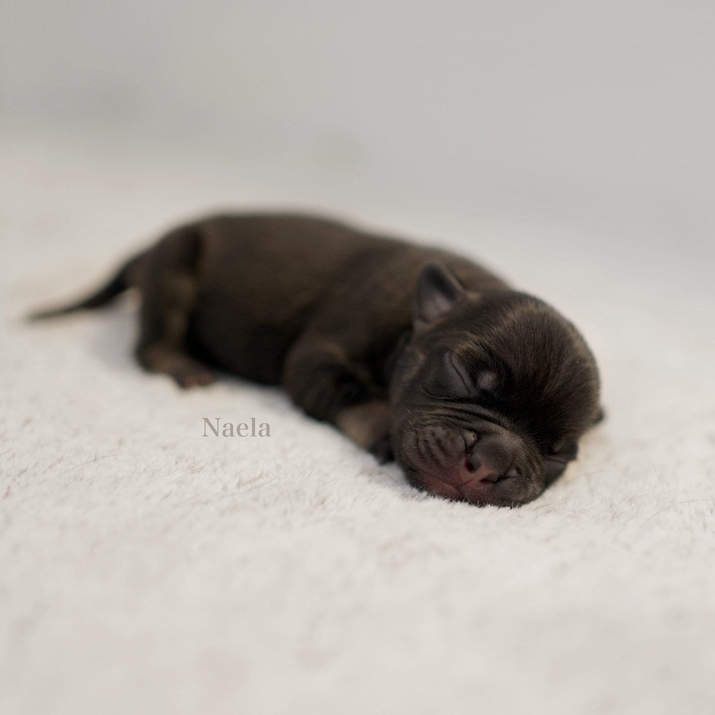 4/7 – Naela 💫
Geboren um 05:38 Uhr mit 172g – unsere Kleinste beim Start.
Aber klein sein heisst gar nichts. Sie hat super aufgeholt und zeigt jeden Tag, was in ihr steckt. An der Brustbar lässt sie sich von niemandem einschüchtern – sie weiss ganz genau, was sie will seit Tag eins. 😄🍼
Naela bedeutet „die Erfüllte“. Und wenn man sie sieht – dieses fast schwarze Mäntelchen, die braunen Stiefelchen und dieser Blick voller Energie – dann hat man das Gefühl, sie ist genau da, wo sie hingehört. 💥
Zuckersüss, frech, neugierig – und trotzdem hat sie eine ruhige, sanfte Seite, die mein Herz jedes Mal zum Schmelzen bringt. 🥹
Eine „kleine“ und sowas von coole Zaubermaus, die man einfach lieben muss. ✨🐭😎
#AlphaBully #sportlichebulldogge #französischebulldoggen #bulldoggswithnoses #bullymitnase #healthyfrenchie #frenchiesofinstagram #sportlichefrenchies #nasenbär #retrofrenchie #französischebulldogge #französischebulldoggedeutschland #französischebulldoggeschweiz #bullysmitnase #frenchiebreeder #bulldoggezüchter