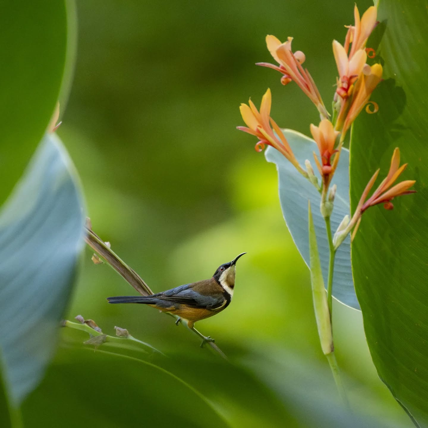 Eastern spinebill. Sometimes called Australia's hummingbird. A tiny bird about smaller than your palm.
@aneyefordetails
#bird #birds #birdphotography #birdsofinstagram#animalsofinstagram #wildlifeofinstagram #wildlifephotography #nature #naturephotography #wild_perfection #wildlifeaddicts #nikon #nikonaustralia #planetearth #nationalgeographic #australiangeographic #sydney