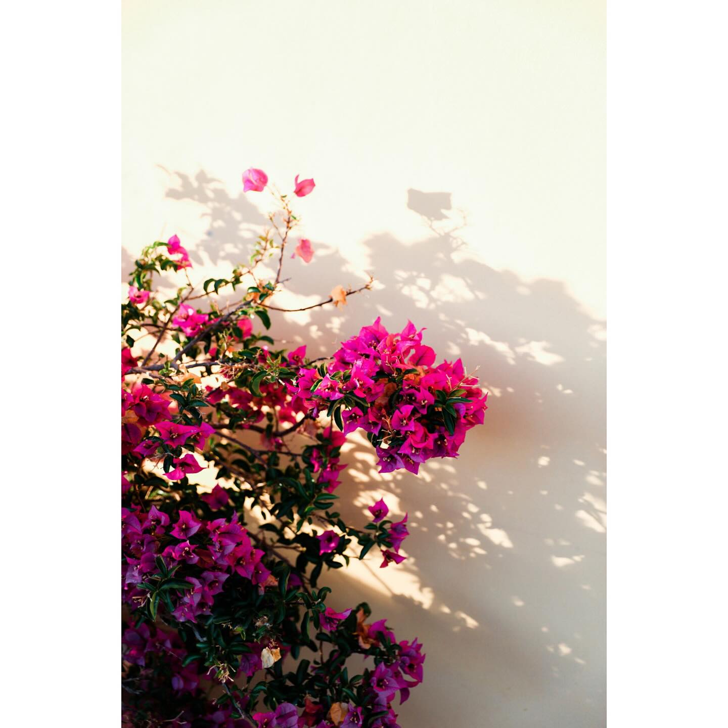 💕 Build your inner toolkit – your personal resources – to thrive, not just survive. 💕
Personal resources are the internal strengths we can develop to navigate life’s challenges with greater ease and resilience. These include:
🧠 Psychological – like optimism, self-efficacy, emotional regulation
🧩 Cognitive – like focus, problem-solving, growth mindset
💪 Physiological – like energy, good sleep, nervous system regulation
Why does this matter?
Because when these resources are strong, we feel more in control, confident, and capable—even under pressure.
How can you build them?
• Journaling and gratitude practices to reframe mindset
• Breathwork or mindfulness to calm the body and activate the parasympathetic nervous system
• Learning new skills to stretch cognitive capacity and self-belief
• Exercise and nature to recharge your physical and emotional system
• Coaching to strengthen insight, self-awareness, and direction
Small shifts can make a powerful difference.
Coaching can help you uncover, build, and balance these inner resources to help you live with more clarity and confidence.
Let’s work together to strengthen your foundation. DM me to explore how.
#PositivePsychology #CoachingTools #InnerStrength #ResilienceCoaching #WellbeingJourney #MindBodyConnection #SelfDevelopment #PersonalGrowth #MentalFitness #LifeCoach #CoachingForChange #NervousSystemSupport #MindsetMatters #GrowthMindset #EmotionalResilience