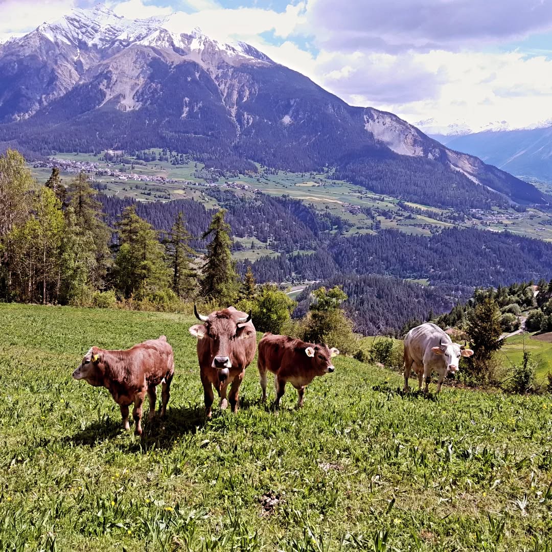Bergfrühling mit saftigem Gras und vielen schönen Wiesenblumen erfreut nicht nur das Vieh, sondern auch alle SpaziergängerInnen und vielleicht auch dich...?
#uts #bergfrühling #wiesenblumen #stierva #spazieren