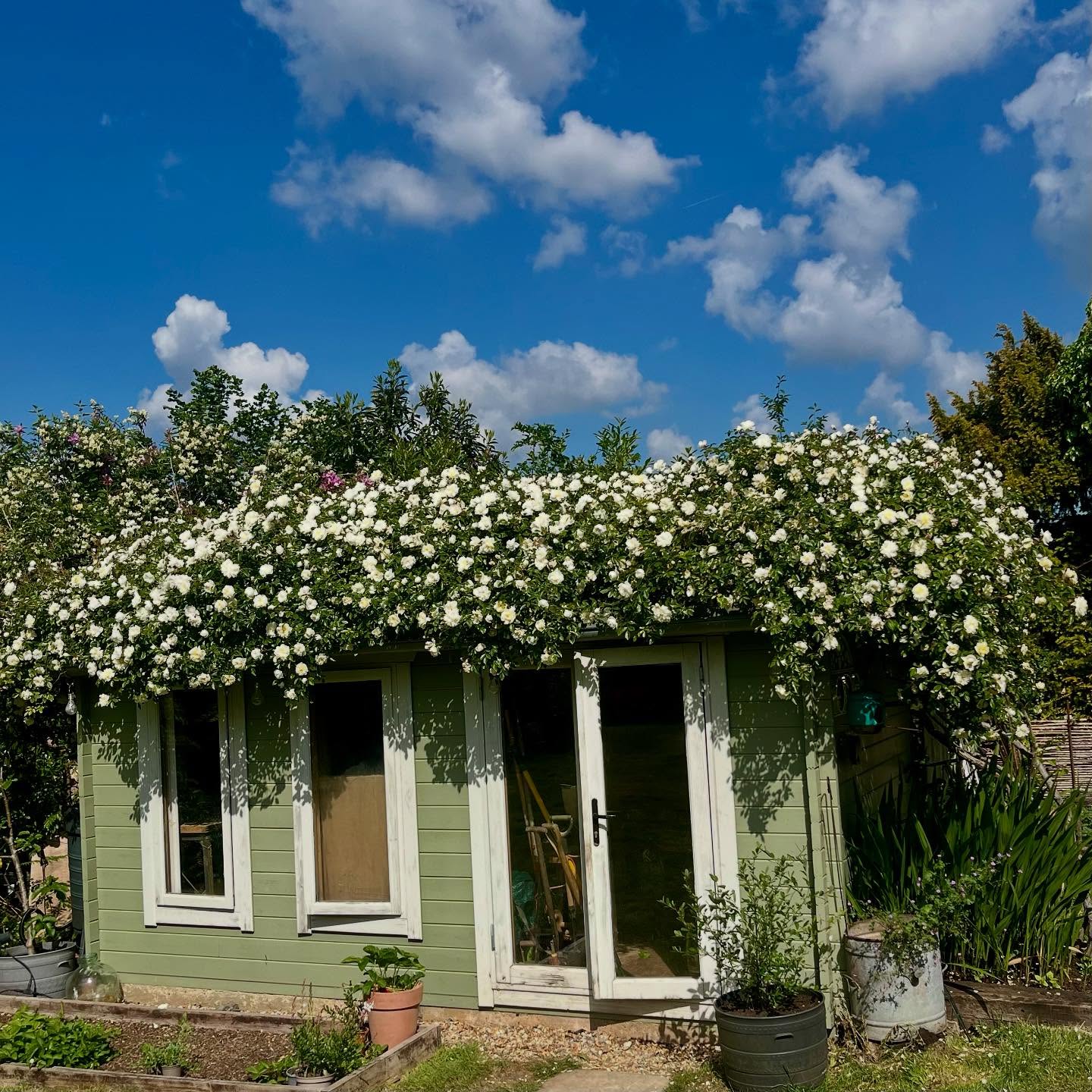 Here’s our yearly pic of our workshop/garden tool storage facility. 5 years ago the main stem of the ancient rambling rose was virtually severed during building work. Totally amazed at how it’s thrived! Slightly concerned for our roof! #nofilter#roses
.
.
.
#smallbusiness
#weddingtray
#weddingsuppliers
#weddinginspiration #weddinginvite
#weddinginvitation
#madeintheuk
#madeinengland
#weddingguest #interiors #interiorstyling #interiorinspo #tray #personalised #personalized #weddinglove