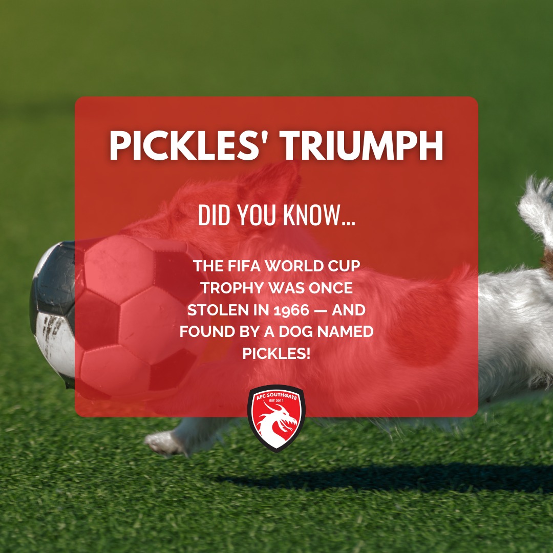 🏆 Pickles' Triumph! 🐶
Did you know? The FIFA World Cup trophy was stolen in 1966 — and it was a dog named Pickles who found it! 🕵️♂️⚽
A true football hero with four paws and a nose for victory!
#afcsouthgate #northlondonfootball #didyouknow #footballfacts #kidsfootball