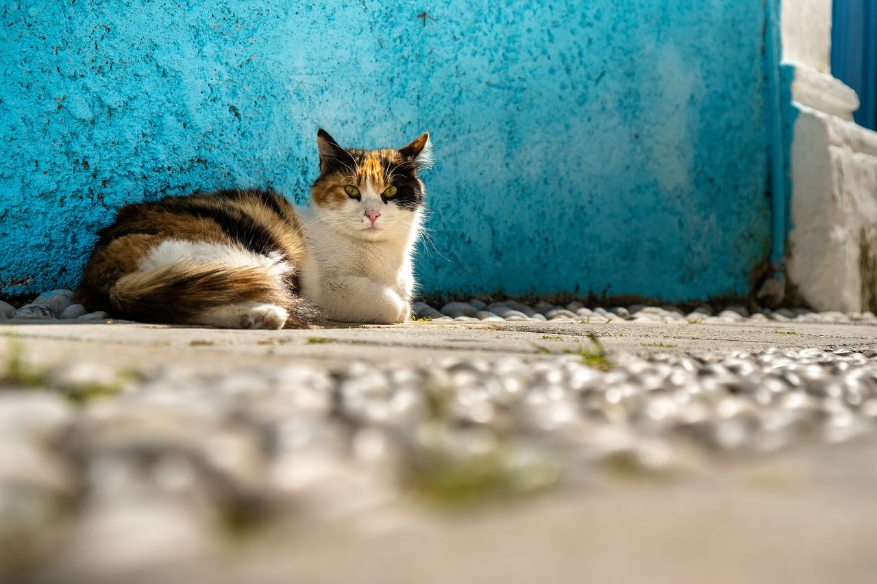 Some beautiful pictures from the Traditional Village of Koskinou! 🌞
Link in bio for ❗️ONLINE BOOKING ❗️