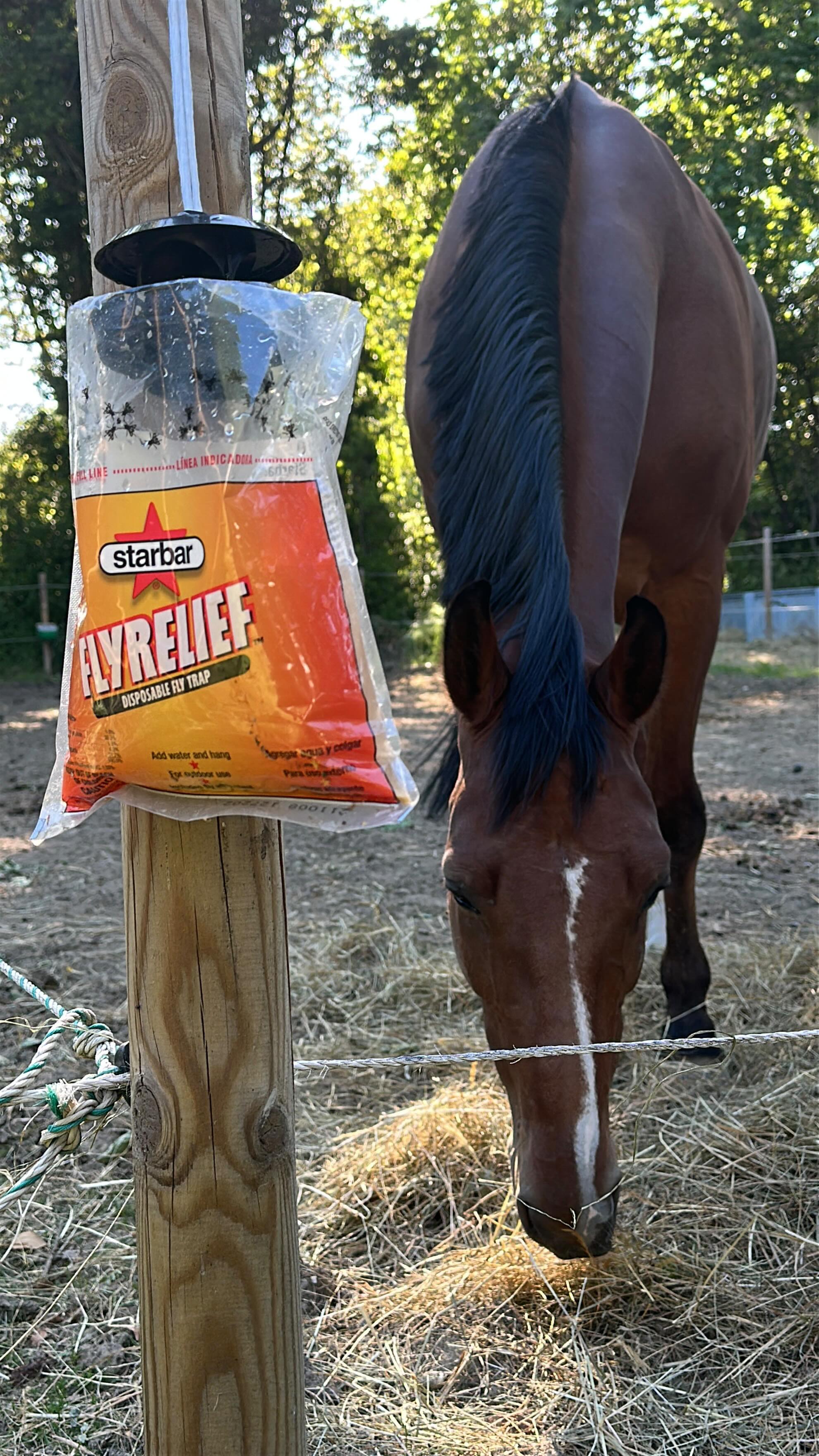 La solution naturelle contre les mouches 🪰 ce piège avec appât assure la tranquillité de nos loulous au paddock comme au box pour une quinzaine d’euros !
#insectes #cheval #poney #antimouche #antiinsecte