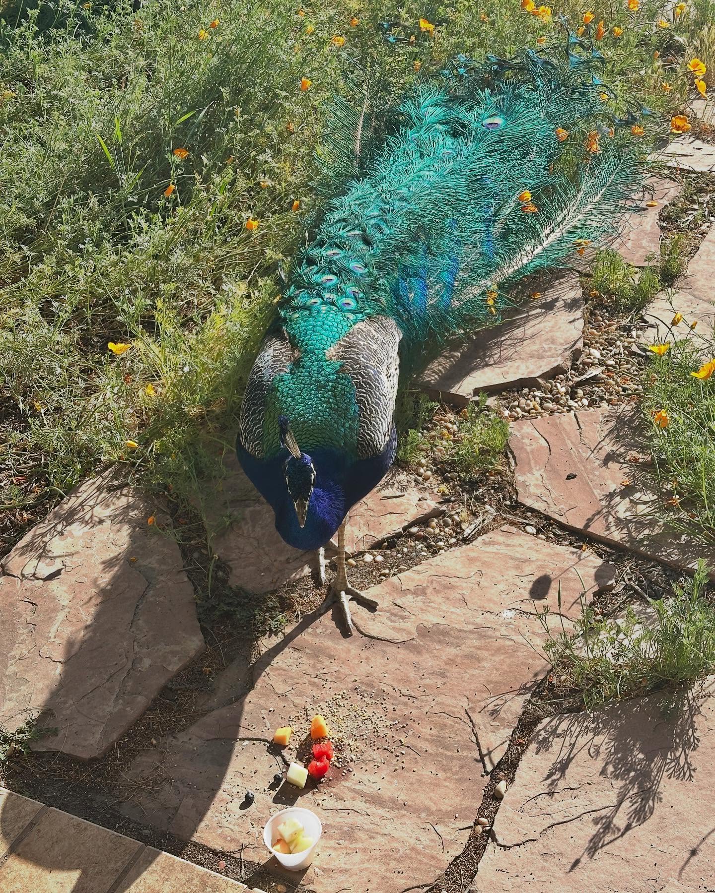 I bought a new home, a small ranch near @bakeditmyself in December and there are many wild #peacocks. They love #blueberries and picked them all out of the cafe fruit cup today. Love my life with #food #horses #wildanimals @cheryl_canter