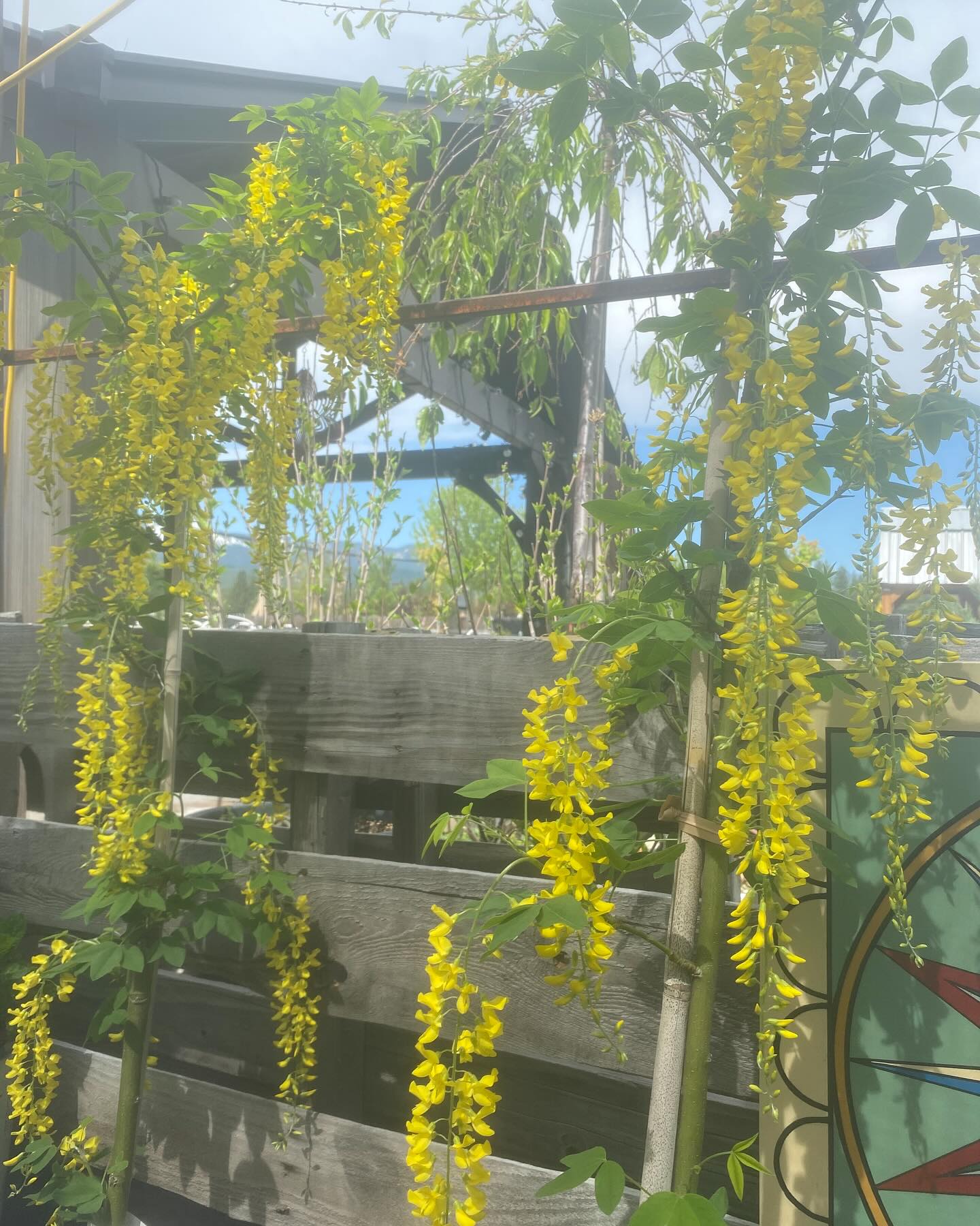 We’ve been growing these golden chain trees since last year and we are so proud of how good they look! 🤩 they’ve grown up enough to put them out for sale. Always sad to say goodbye but we can’t wait to send them off to their new homes 🌳🌟
Open: Thursday-Monday // 9am-4pm