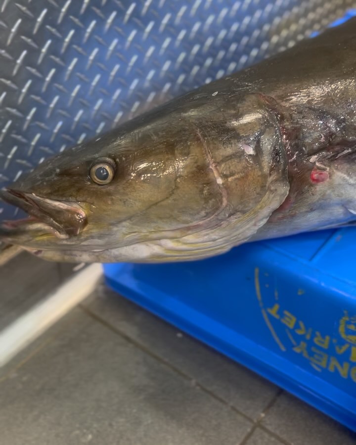 🌊 We just brought in a stunning 30kg Cobia, and it’s been expertly cut into beautiful, ready-to-cook portions.
Dive into the flavor of the sea and elevate your meals! 🐟✨ #FreshCatch #Cobia #SeafoodLove