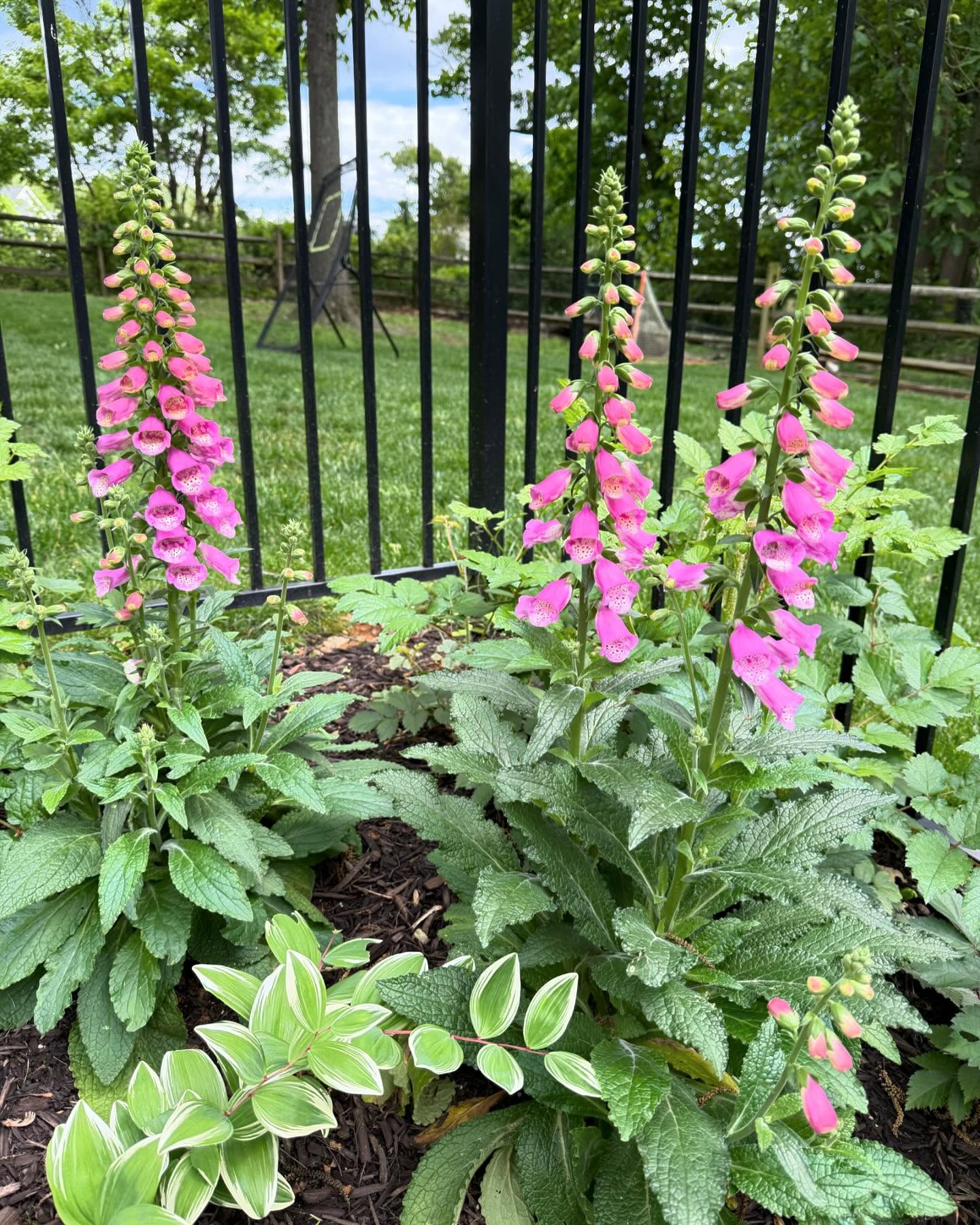 Finding myself spending more time outside and checking on how things are doing in the garden… and enjoying the quiet sounds of nature 😉
#springblooms #springgarden #cottagegarden #enjoythejourney #momtime