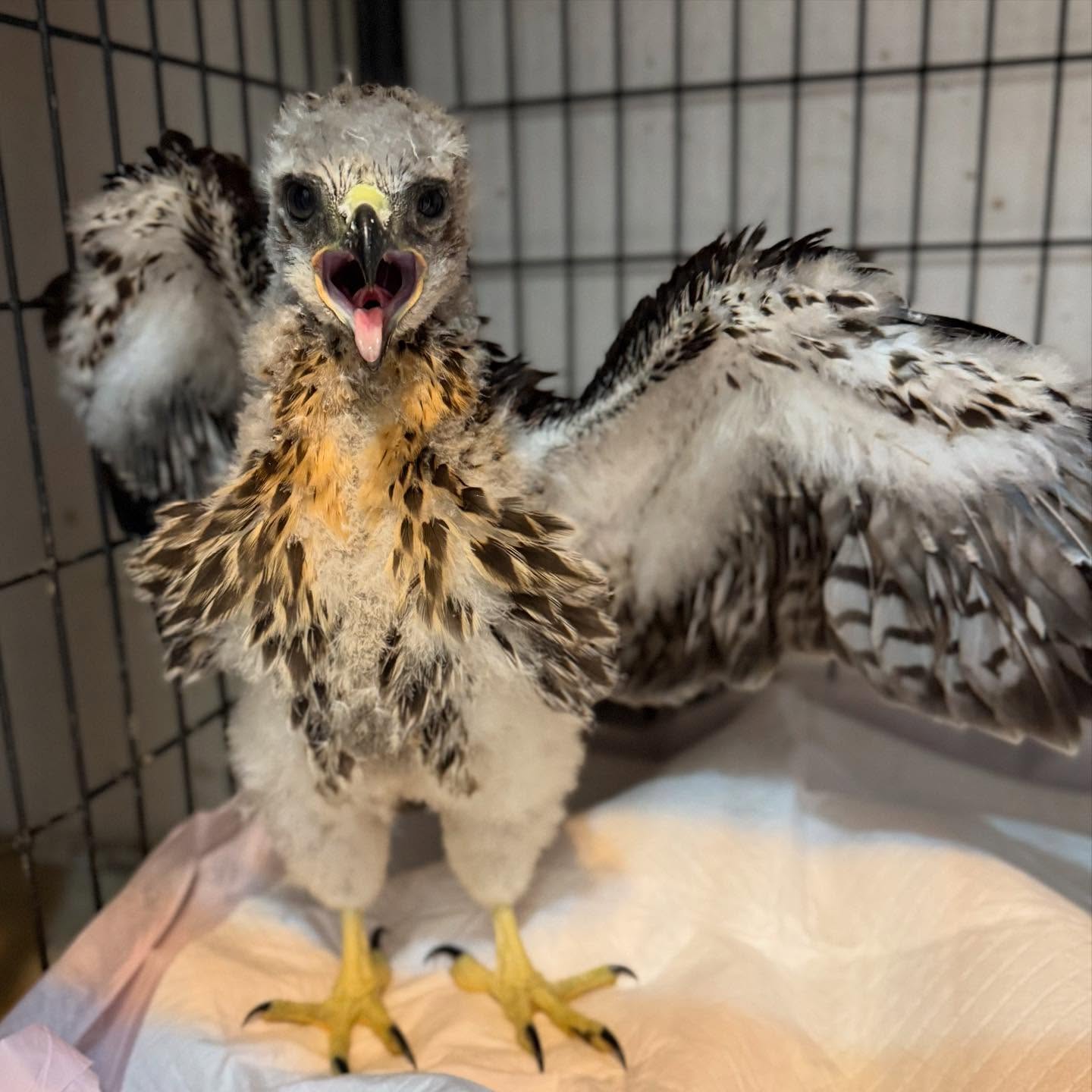 *New patient Red Tailed Hawk*
Found far from its home on the ground, this young hawk was promptly brought into WERC’s clinic for immediate help. It was in desperate need of aid as it was very skinny, lethargic and breathing heavily. Since its personal treatment plan consisting of medication, fluids and close monitoring has been initiated, it has turned a corner from its original prognosis. It’s now standing and eating well. It will continue to be closely watched as it progresses as we suspect it had taken a hard fall out of its nest.
Baby season is in full bloom! Stay tuned on more recent patient stories!
#werc #wildlife #hawks #birdsofprey #redtailedhawk #bayarea #southbay