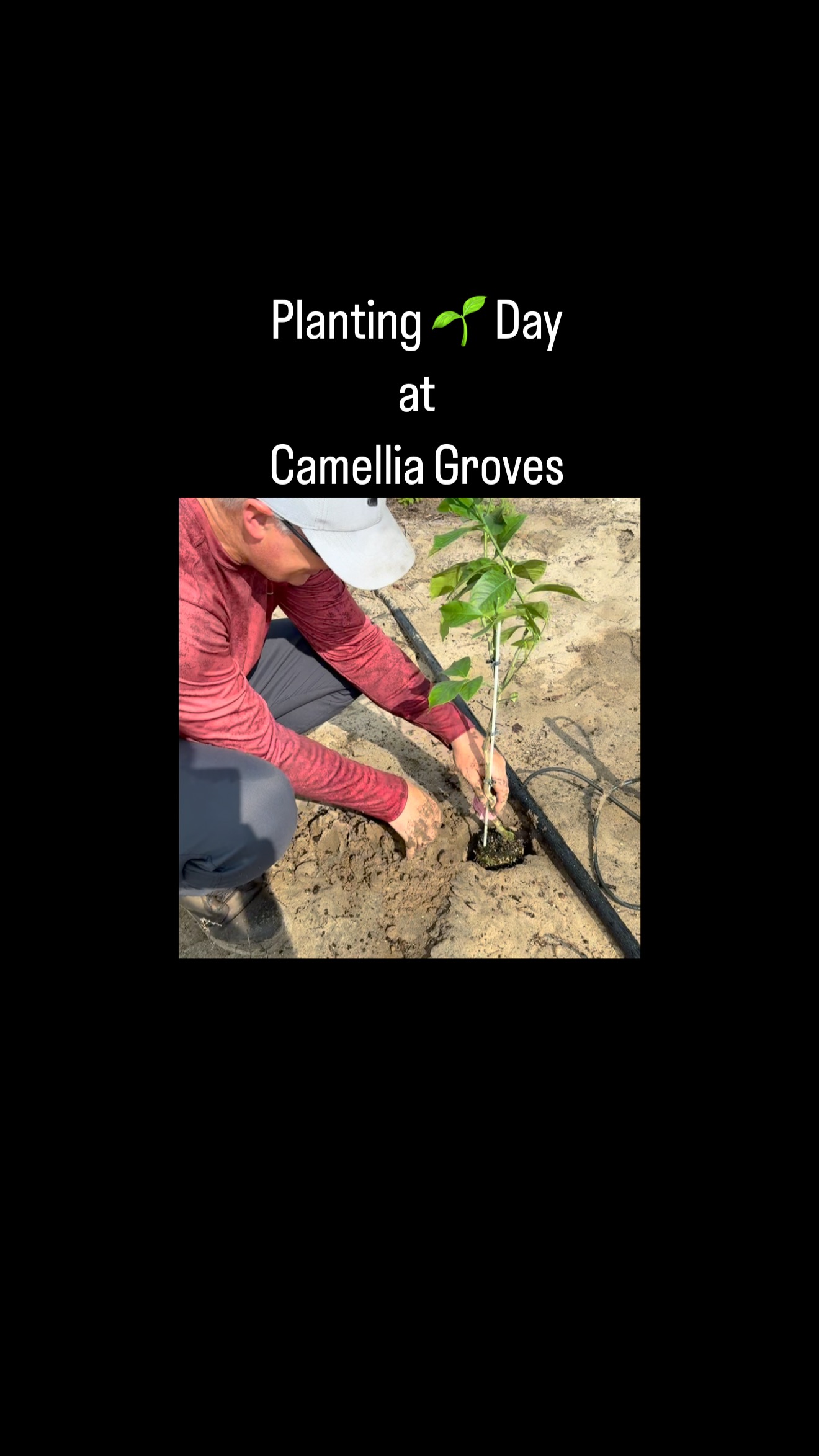 ‘Tis the season to pick 🍋🍋🍋and plant new trees!
Our season opens this Sunday, May 25, 2025!!
The public is invited to come pick lemons and enjoy other offerings from our neighborhood friends!
Kleine Groves, @hugabeehoney 🐝, @LadyTLemonade and @donutnvdavenportfl
We can’t wait to see you here!!
#lemonade #farmstand #freshfromflorida #camelliagroves #🍋🍋🍋 #upick #lemons #localharvest