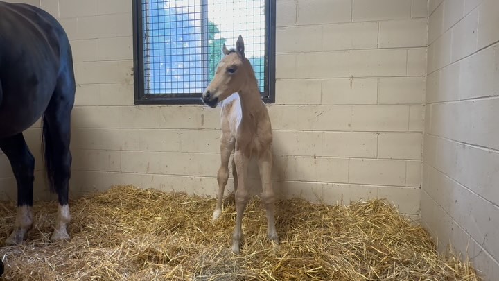 Special Premium/Elite Rhosemary (Rosentanz x Fürst Heinrich, damline of Benicio) had a perfect filly by the Section D Welsh Cob stallion Quillane Accolade yesterday morning. She is beautiful like all of Rhosemary’s foals, and is BUCKSKIN! We love her. This is maybe the first in the US that will be registered Hanoverian Riding Pony, although she is on the taller side of normal and has a good amount of bone. Can’t wait to see how she unfolds. Sticking with the theme of 80s pop/music divas, this is Apollonia QC, or Apple 🍏🤗
Thanks again to the team at @selectbreeders for getting another foal on the ground for us safely!
#quanticosporthorses #equine #horses #horsesofinstagram #breedingwithapurpose #breedingforthefuture #dressage #dressagehorse #quillaneaccolade #quillanewelsh #rosentanz #furstheinrich #americanhanoverianridingpony #hanoverianridingpony #ridingpony #dilute #perlino #buckskin #pony #ponies #foalsofinstagram #2025foals