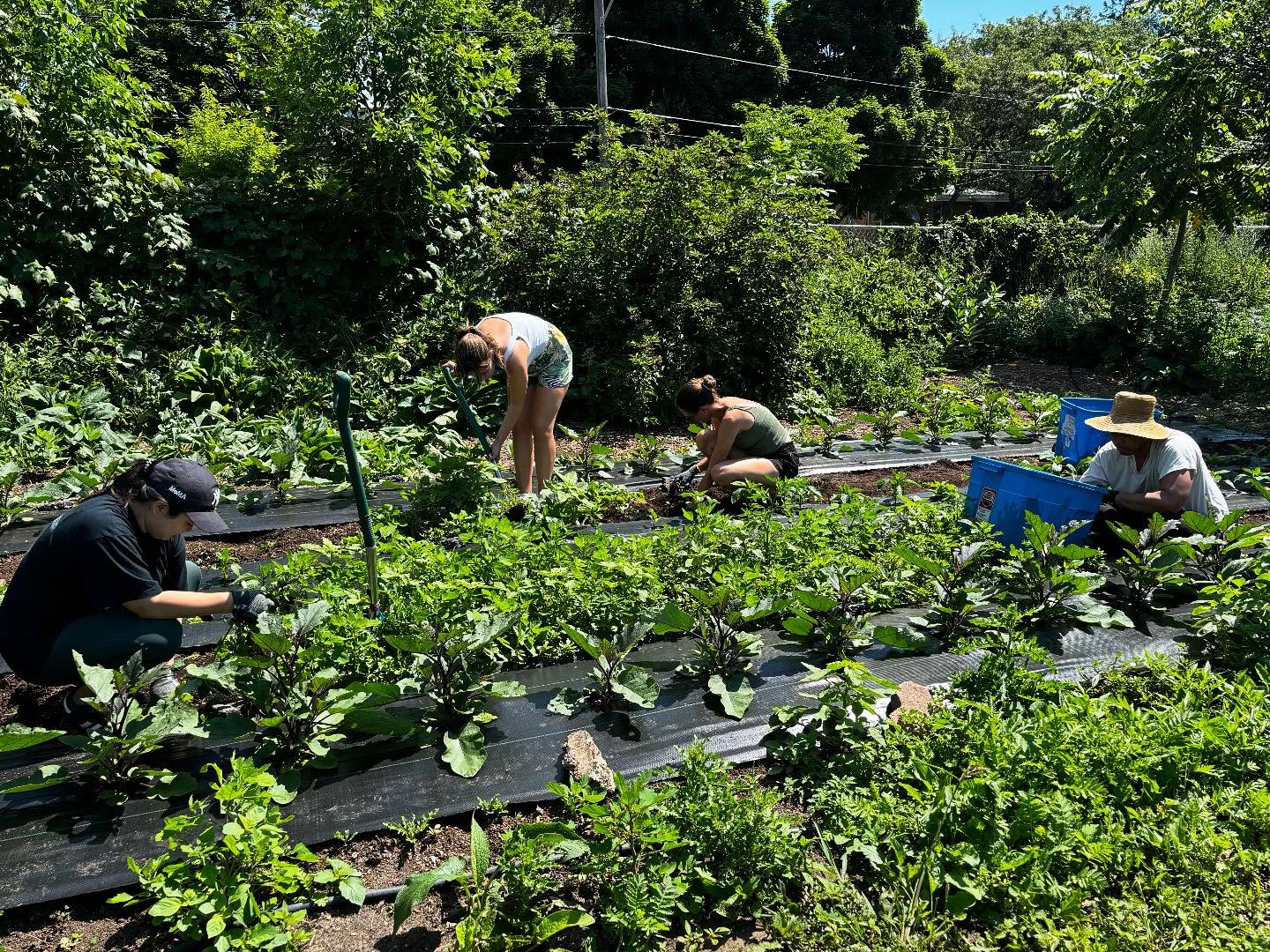 🌱 Our Fresh Food Box sign-up is BACK! 🥕🍅
Sign up today — link in bio! 💚
Through the PACT Grow-to-Learn Program, collaborating with Toronto’s school boards, we’ve turned unused spaces into vibrant organic gardens, providing fresh produce, outdoor learning, and food security across Toronto.
Want fresh, local food while supporting youth education and community gardens?
#PACTProgram #FreshFoodBox #FoodJustice #UrbanFarming #TorontoGardens