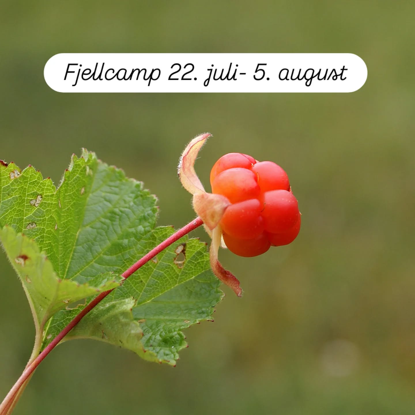 🏔️ Revmatisme eller muskel- og skjelettplager? Bli med på Meråker Fjellcamp!
📅 22. juli – 5. august
💧 Basseng – 🥾 Fjellturer – 🔥 Bålsamtaler
✨ Mestring, natur og fellesskap!
👉 Søk nå! Revmatiske og inflamatoriske sykdommer | meraker-kurbad.no Brudd og slitasjeskader i skjelettet | meraker-kurbad.no