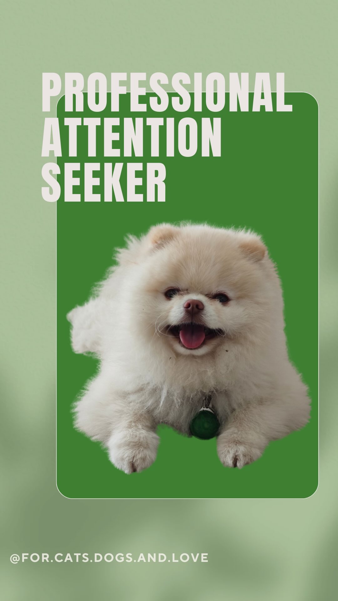 Please, “attention seeker” is my whole personality 🪩🐕😎