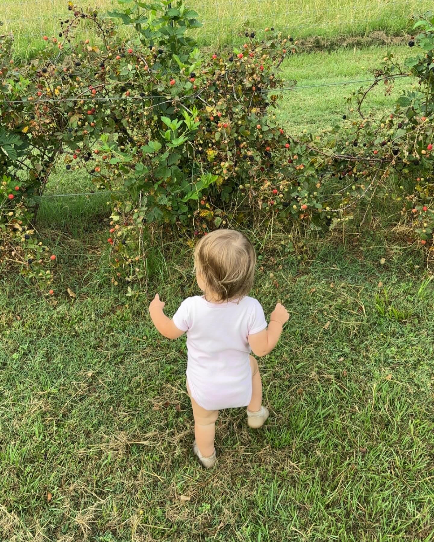 Blackberry mornings!