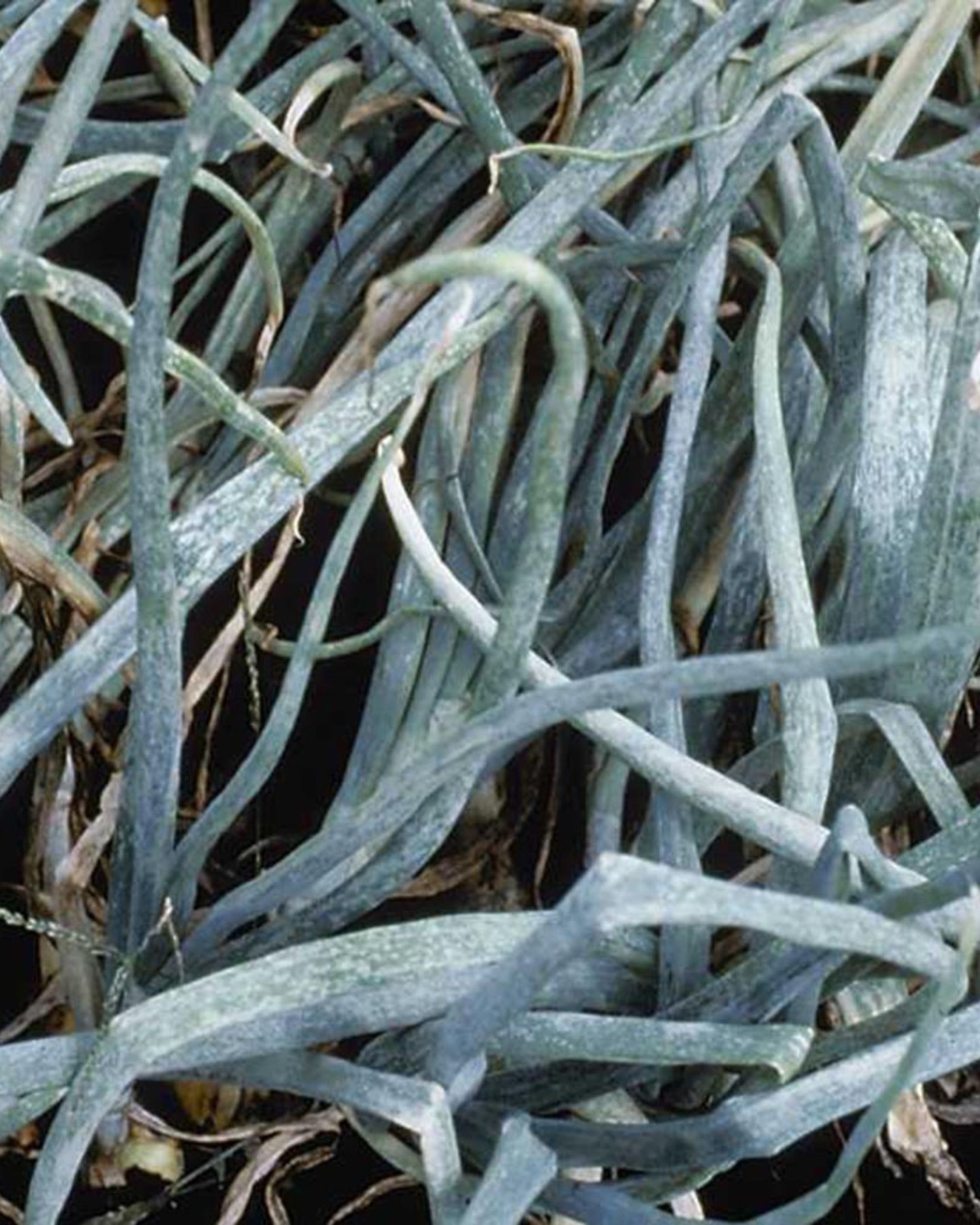 Effizient. Rückstandslos. Thripis.
Unser Produkt Thripis stärkt die pflanzeneigene Abwehr in Freilandkulturen wie beispielsweise Zwiebeln, indem es gezielt die Widerstandsfähigkeit gegenüber biotischem Stress erhöht und die Bildung pflanzeneigener Schutzstoffe fördert. Die Anwendung führt zu einer Steigerung von Qualität und Ertrag, rückstandsfrei und nützlingsfreundlich.
#freilandkulturen #thrips #intactsolutions #growingsolutions #zeroresidue #beefriendly