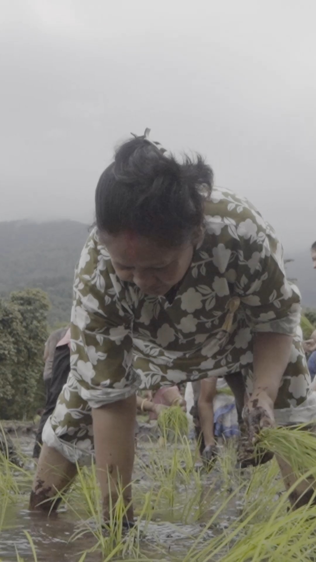 Get ready to welcome the monsoons like never before!
Our favourite festival of rain, mud, and paddy is back — Asaar Pandhra 2025 is here!
Join us in Parengtar from 27th–30th June for 4 days of farming, food, folk music, and unforgettable moments with the community.
Whether you're planting your first paddy, dancing in the rain, or sharing a meal with locals — this is your chance to reconnect with your roots.
Music by Night @wearenight
Registrations now open – link in bio!
#AsaarPandhra #MonsoonFestival #PaddyAndPeople #RuralFestivals #EasternHimalayas #GetMuddy #CommunityTourism #MuhaanMoments #FestivalOfTheFields