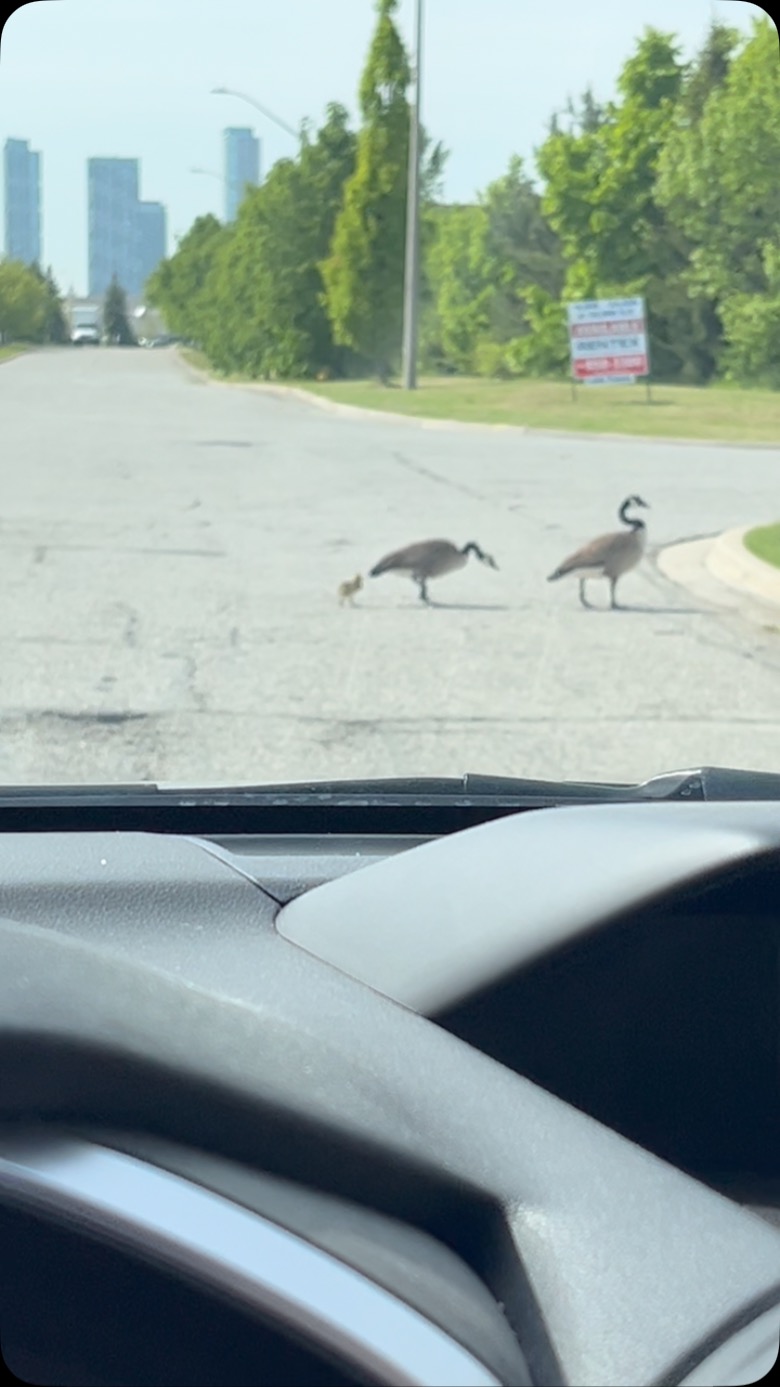 Canadian cross walk… they always have the right of way.
