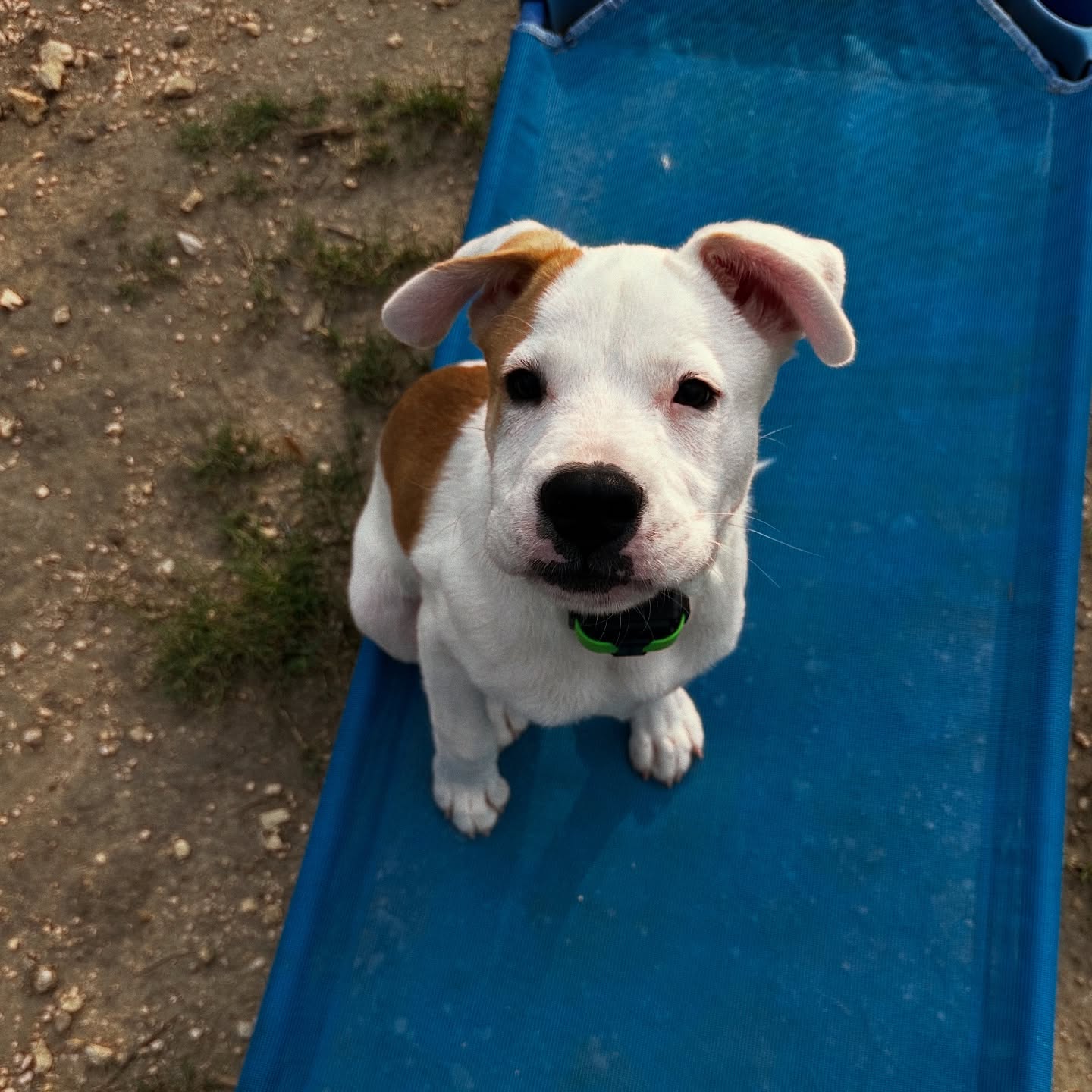Sonny is here reminding everyone to avoid the heat of the day! We keep training to early morning walks and later evening training in grass to avoid hot pavements! Even short walks on a hot day can damage paw pads so be mindful and buy a heat gun if you really want to be on top of it!
.
.
.
For training dates and availability feel free to contact us and check out our website for pricing and services! We look forward to working with you this summer!
.
.
.
#sonny #bullymix #rescue #boardandtrain #balanceddogtraining #balancedtraining #dogtraining #dogtrainer #ecollar #prongcollar #sliplead #sanantoniodogmom #sanantoniodogtraining #satxdogtraining #smallbusiness #buildabetterbond