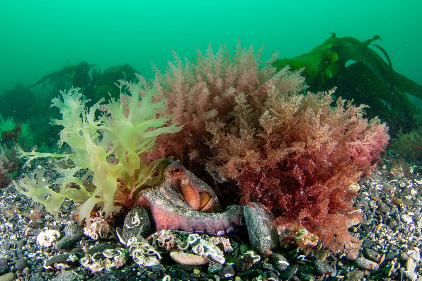 Spent the last couple days with @aaronsanders_photography down at @porthkerris.divers. Managed to find at least one octopus on each dive. Never seen one before on a dive so it was a very special couple days. Time to sort through all of the photos. There will for sure be more photos coming.
@aaronsanders_photography
@porthkerris.divers
#diving #scubadiving #padi #ukdiving #underwaterphoto #underwater #photo #octopus #marinebiology #marinelife #diving #ukwildlife #underwaterworld #underwaterphotography #photographer #paditv #nikon #nauticam #cephalopod #sealife #ocean #oceanlife #underwatershots #wildlife #wildlifephotography #wildlifeoninstagram