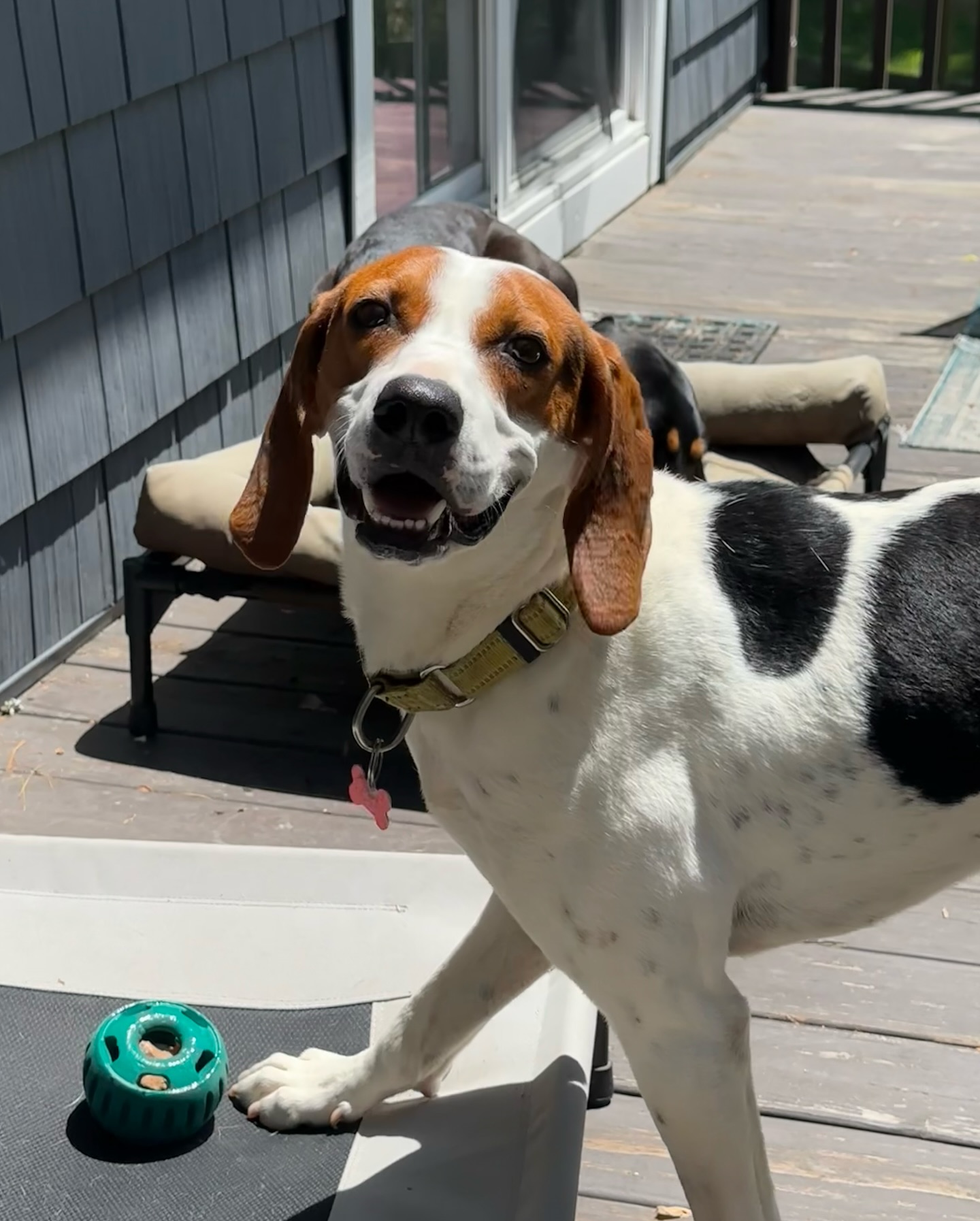 One of the best things about foster dog Everett is that he actually listens!! We understand most hounds’ ears are purely decorative😂 But Everett is eager to listen and to learn. He’s down for an adventure or will happily settle down with a toy. Plus- look at that face🥹♥️💖
Please share E to help find his forever home💙✨🏡🐾
#rescue #adopt #fosterdog #travelwithdogs #dogfriendly #dogfriendlyhotel #hikewithdogs #dogsofasheville