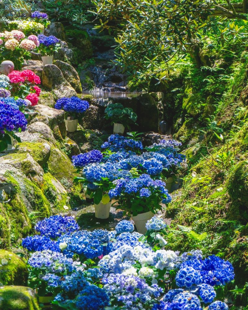 In June, Okadera Temple in Nara becomes a floral wonderland as around 3,000 hydrangea bushes burst into bloom along its stone paths and temple grounds. The vibrant shades of blue, pink, and purple contrast beautifully with the historic architecture and lush greenery. Located in the ancient Asuka region, Okadera is also known for enshrining Japan’s largest clay statue of Nyoirin Kannon. It’s a deeply spiritual site where visitors can appreciate both cultural heritage and the fleeting beauty of early summer..
.
.
每年六月,奈良岡寺進入繡球花(紫陽花)的絢爛季節,約三千株繡球花沿著石階與寺院庭園綻放,藍、粉、紫等鮮豔色彩與古老建築及青綠山景交織出迷人的風景。岡寺位於歷史悠久的飛鳥地區,以供奉日本最大規模的泥塑如意輪觀音而聞名,是融合宗教信仰與初夏花季美景的絕佳勝地。
.
.
#japanguide #triptojapan #travelinjapan #visitjapanjp #visitmyjapan #visitjapanphillipplines #jntoid #japanese #instagram #osaka #visitjapanUS #visitjapanCA #TravelJapan #JapanTrip #ExploreJapan #Nara #Naratravel #Ajisai #hydrangea #紫陽花 #日本繡球花 #奈良