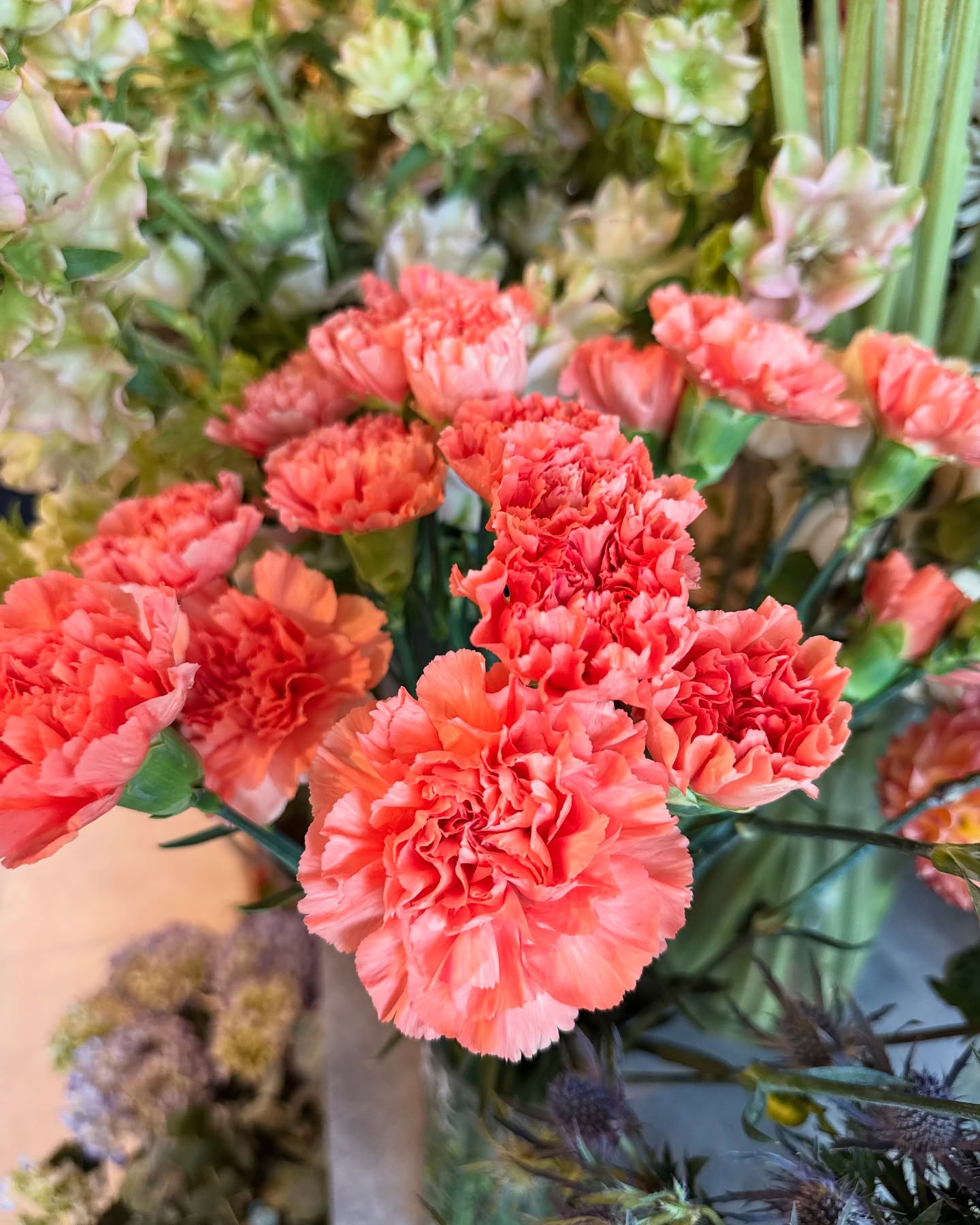 La Fleur du Mois…
… n’est autre que : l’Oeillet 🌸
C’est une fleur très présente dans nos bouquets et compositions florales 🙌
⌛️ Origine
L’œillet, ou Dianthus — qui tire son nom du grec dios anthos (« fleur des dieux ») — est originaire du bassin méditerranéen. Il est cultivé depuis l’Antiquité pour sa beauté et son parfum subtil.
🌿 Espèces existantes
Il existe plus de 300 espèces d’œillets, mais voici les plus connues :
- Œillet des fleuristes (Dianthus caryophyllus)
- Œillet de Chine (Dianthus chinensis)
- Œillet mignardise (Dianthus plumarius)
- Œillet sauvage, ou œillet des rochers (Dianthus sylvestris)
C’est une fleur qui offre une belle palette de couleurs : blanc pur, rouge profond, rose, violet, blanc bordé de rouge… et même du vert 💚
🗓 Période de floraison
L’œillet fleurit généralement de mai à octobre, et il résiste bien à la chaleur !
🌸 Une demande ? Contactez-nous 🌸
(toutes les infos sont dans notre lien en bio et sur notre site)
📍 Rose Myrtille à Callian
🕰️ du Lundi au Jeudi - de 10h à 19h / Vendredi et samedi - de 9h à 19h / Dimanche - de 9h à 13h
📍 Rose Myrtille au Cannet des Maures
🕰️ Lundi - fermé / du Mardi au Jeudi - de 10h à 19h / Vendredi et samedi - de 9h à 19h / Dimanche - de 9h à 13h
- l’équipe Rose Myrtille ✨
#fleuristerie#fêtedesmères#fleuristevar#fleurs#callianprovence#rosemyrtillefleuriste#interflora