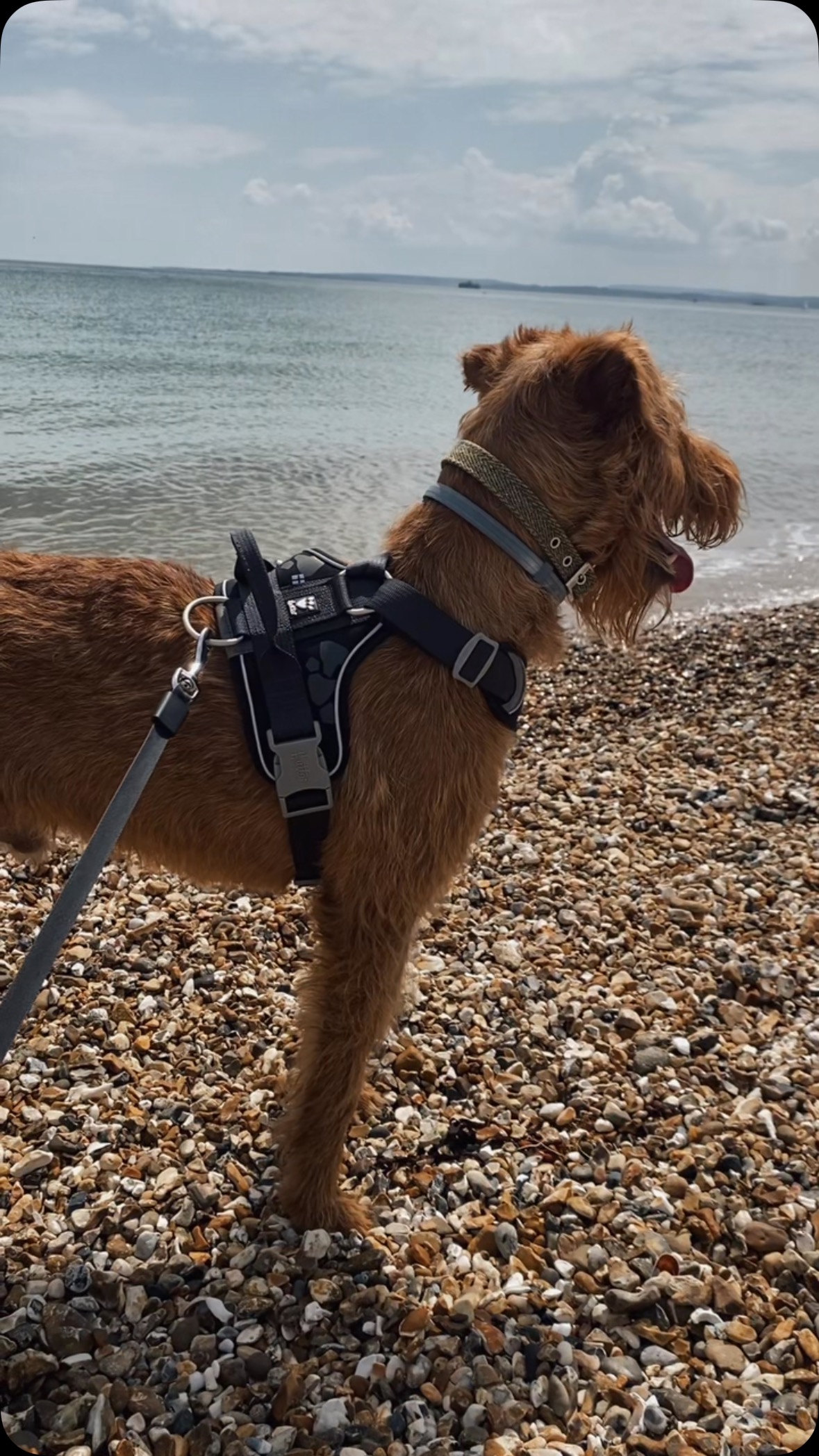 Happy 6th birthday to Rupert! 🐕
Loving companion, long suffering dog model, emotional support and all round best boy ✨