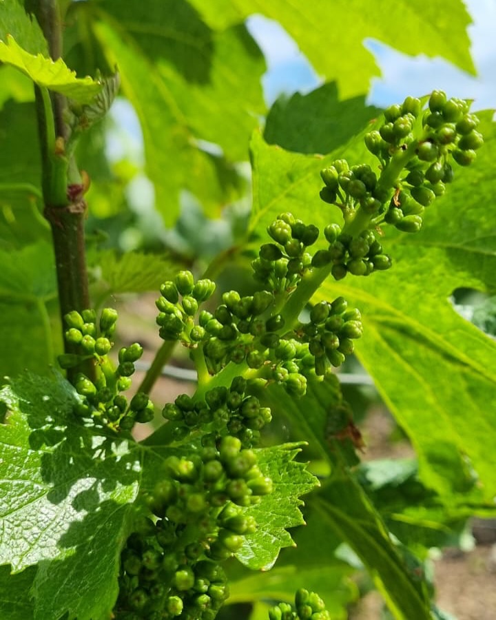 Dans les vignes, la fleur commence à pointer le bout de son nez 🍇
#champagne #vignes #vigneschampagne #champagnebrassart