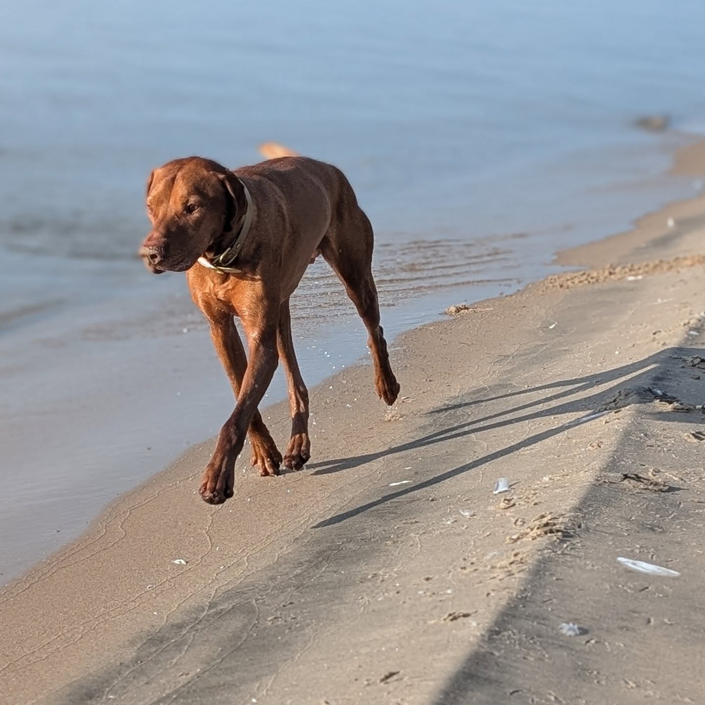 Beach patrol 🧡
Weekend at the lake house finally tired Ezra out
#solterravizslas #ilovemyvizsla #vizslasofinstagram #vizslalife #vizslagram #vizlsalove