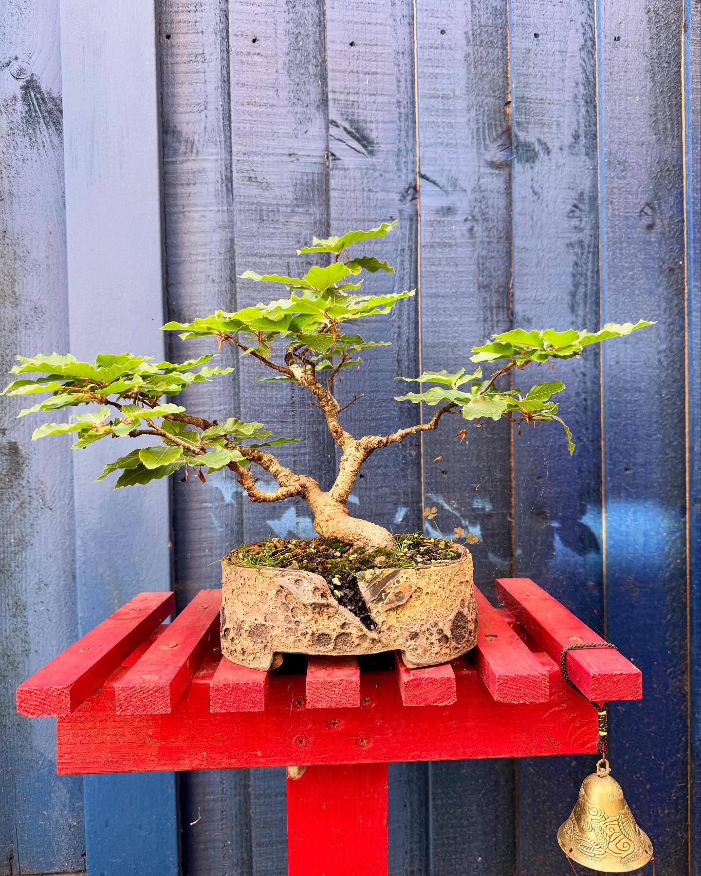 European Beech. @southstaffsbonsai #bonsai #beechtrees #beechbonsaitree