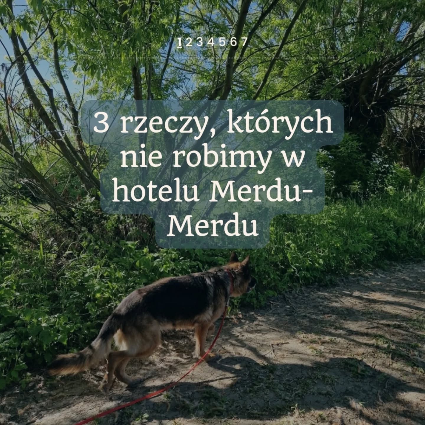 „Tego u nas nie znajdziesz – i całe szczęście.”
W hotelu Merdu-Merdu opiekujemy się psami bardzo różnymi – młodymi, starszymi, aktywnymi, ostrożnymi, z przeszłością lub po prostu z potrzebą spokojnego miejsca.
Żeby każdy z nich czuł się dobrze, trzymamy się kilku zasad. Prostych, ale ważnych.
❌ Nie łączymy psów bez nadzoru
Nawet jeśli pies jest przyjazny, nie każda interakcja jest dla niego dobra. Spotkania psów są u nas planowane i zawsze pod kontrolą.
❌ Nie ignorujemy sygnałów stresu
Zanim pojawi się problem, pies daje znać, że coś jest dla niego trudne – m.in. przez ziewanie, napięcie, odwracanie wzroku. Rozumiejąc te sygnały, możemy zareagować na czas i pomóc.
❌ Nie zakładamy, że „jakoś to będzie”
Każdy pies ma swój rytm i potrzeby. U nas nie ma gotowego schematu – jest obserwacja, plan i codzienna praca.
✅ Nasz hotel to nie tylko spacery i miska karmy.
To przestrzeń, w której pies może poczuć się bezpiecznie i naprawdę odpocząć.
📩 Nie wiesz, czy Twojemu psu będzie tu dobrze? Napisz – chętnie opowiem, jak to wygląda.
#hotelpsow #psihotel #opiekanadpsem #modlin #nowydwormazowiecki #warszawa #reaktywnypies #pieswczasach #merdumerdu