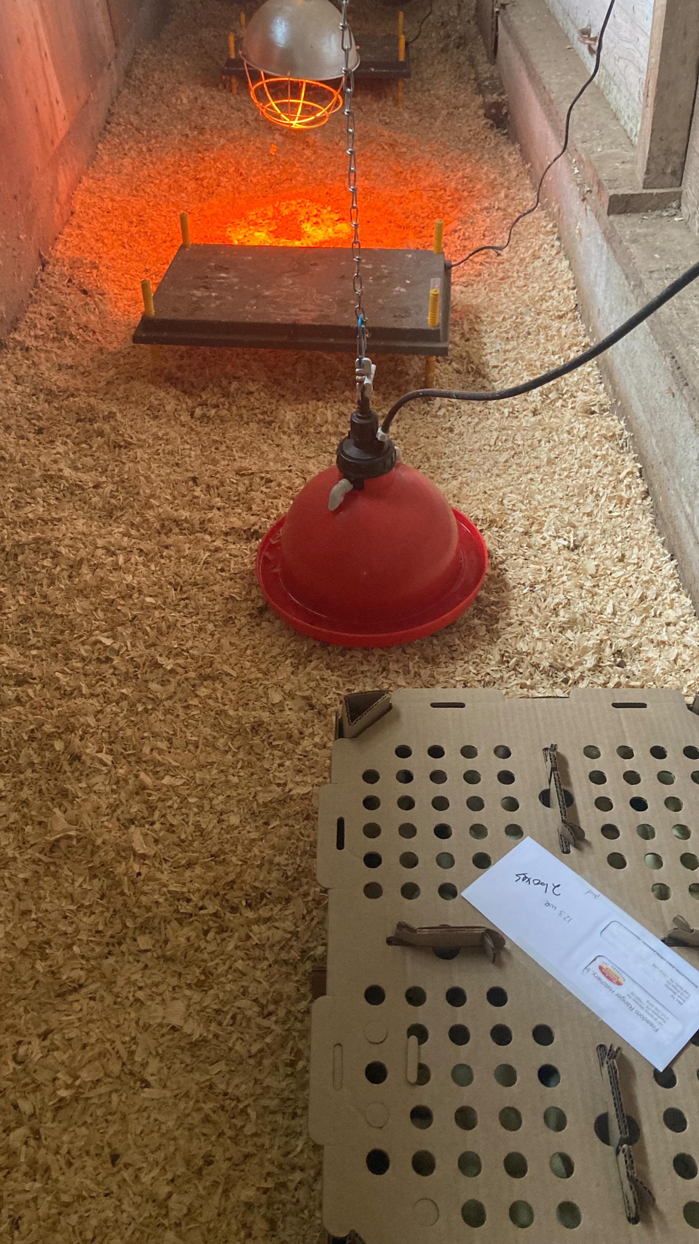 Next round of meat birds are picked up and cozy in their brooder!
#smallfarms #regenerativeagriculture