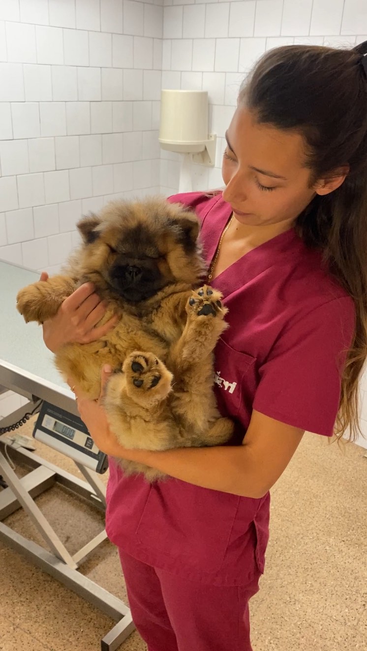 HÈRNIA UMBILICAL EN GOSSOS🐶: QUÈ ÉS I QUÈ CAL SABER? 🐾
Una hèrnia umbilical és una petita protuberància suau que apareix a la panxa del cadell, just on hi havia el cordó umbilical. És força habitual en gossos joves i pot variar de mida.
👶 És perillosa?
👉 La majoria són petites i no representen cap risc greu. De vegades es tanquen soles amb el temps.
👉 Però si la hèrnia és gran, dura o canvia d’aspecte, pot implicar riscos com:
🔸 Retenció de teixits interns (normalment greix)
🔸 Dolor o inflamació intermitent
🔸 En casos greus estrangulament dels intestins i sepsis 🦠
🔍 Com ho detectem?
Palpant la zona del melic, es nota una protuberancia que pot augmentar quan el gos respira, borda o es mou.
💡 Tractament?
En alguns casos només cal fer seguiment. Però si persisteix o hi ha risc de complicacions, cal intervenció quirúrgica per tancar l’obertura.
🏥 A la nostra clínica revisem cada cas individualment i t’assessorem sobre la millor opció per la salut del teu animal❤️
#Veterinària #GossosSans #HèrniaUmbilical #SalutAnimal #ClinicaVeterinaria #ConsellsVets #CuraDelTeuPelut