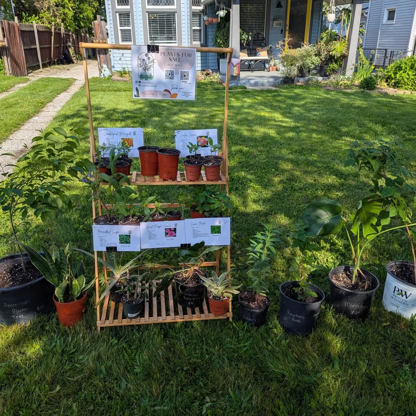 Plants available today. Will try to do this for the next few weeks until more are ready. Self serve, PayPal or Venmo! 1438 Newman Ave Lakewood 🌱